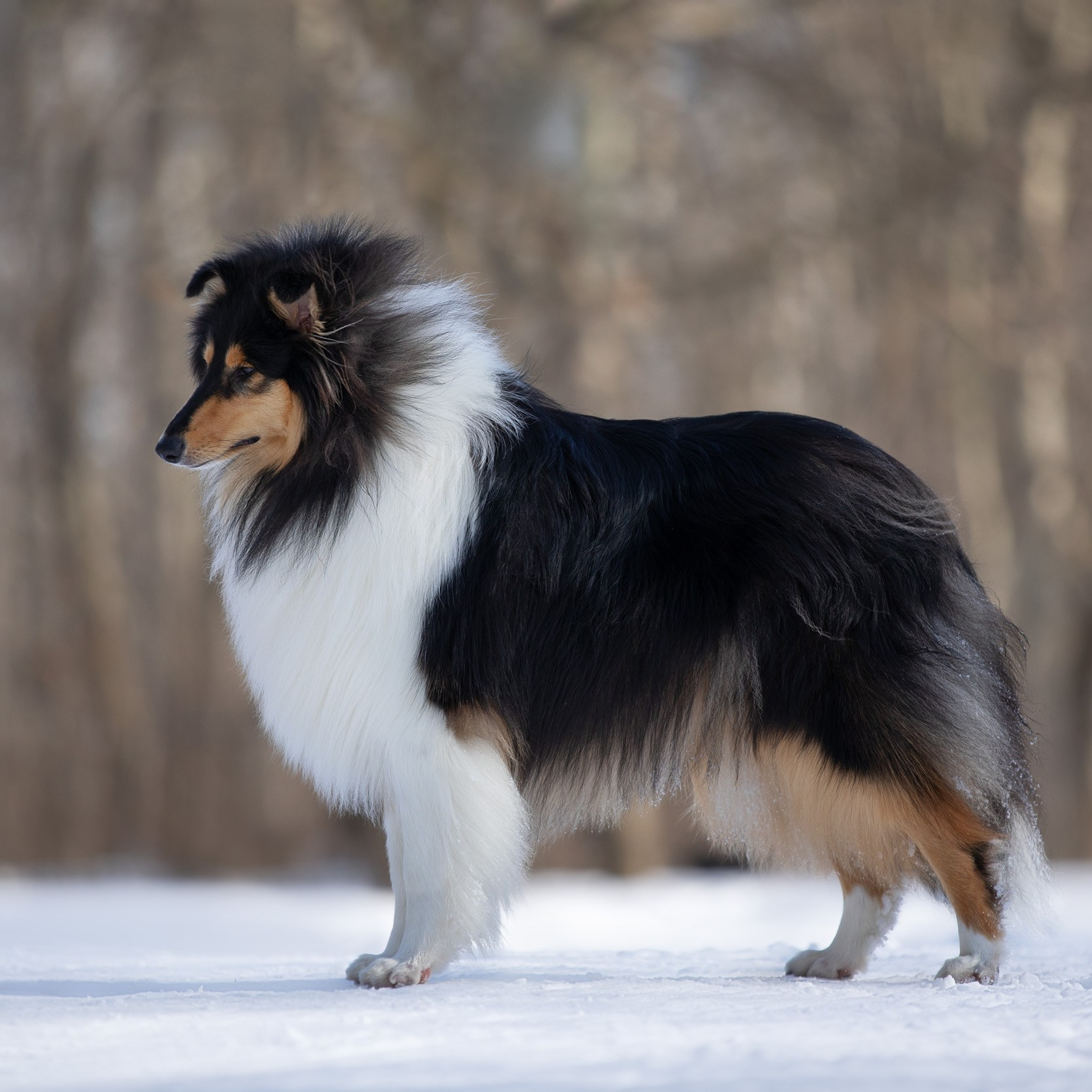 Наталья и триколорные колли в Царицыно