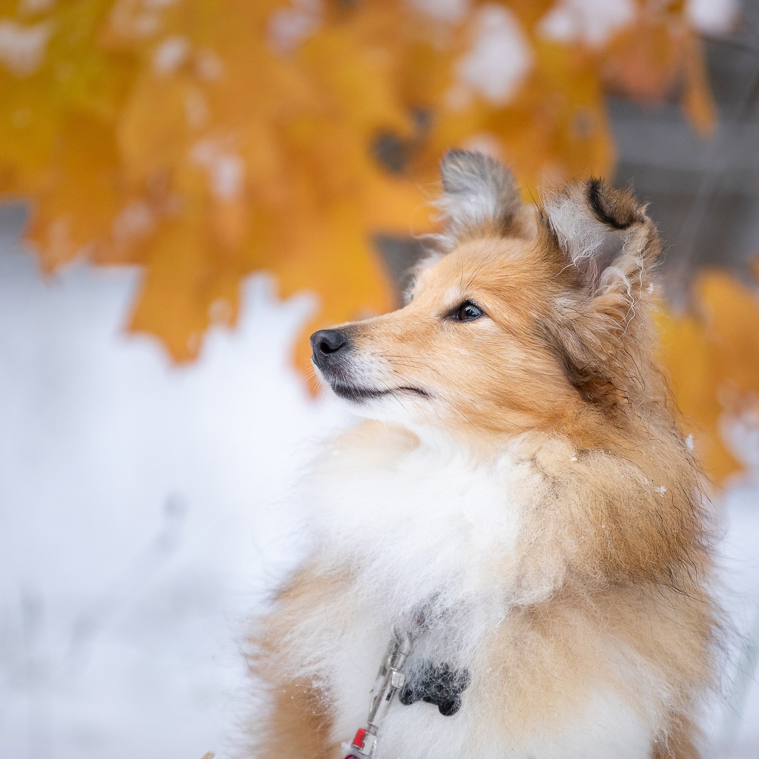 Шелти в ноябре