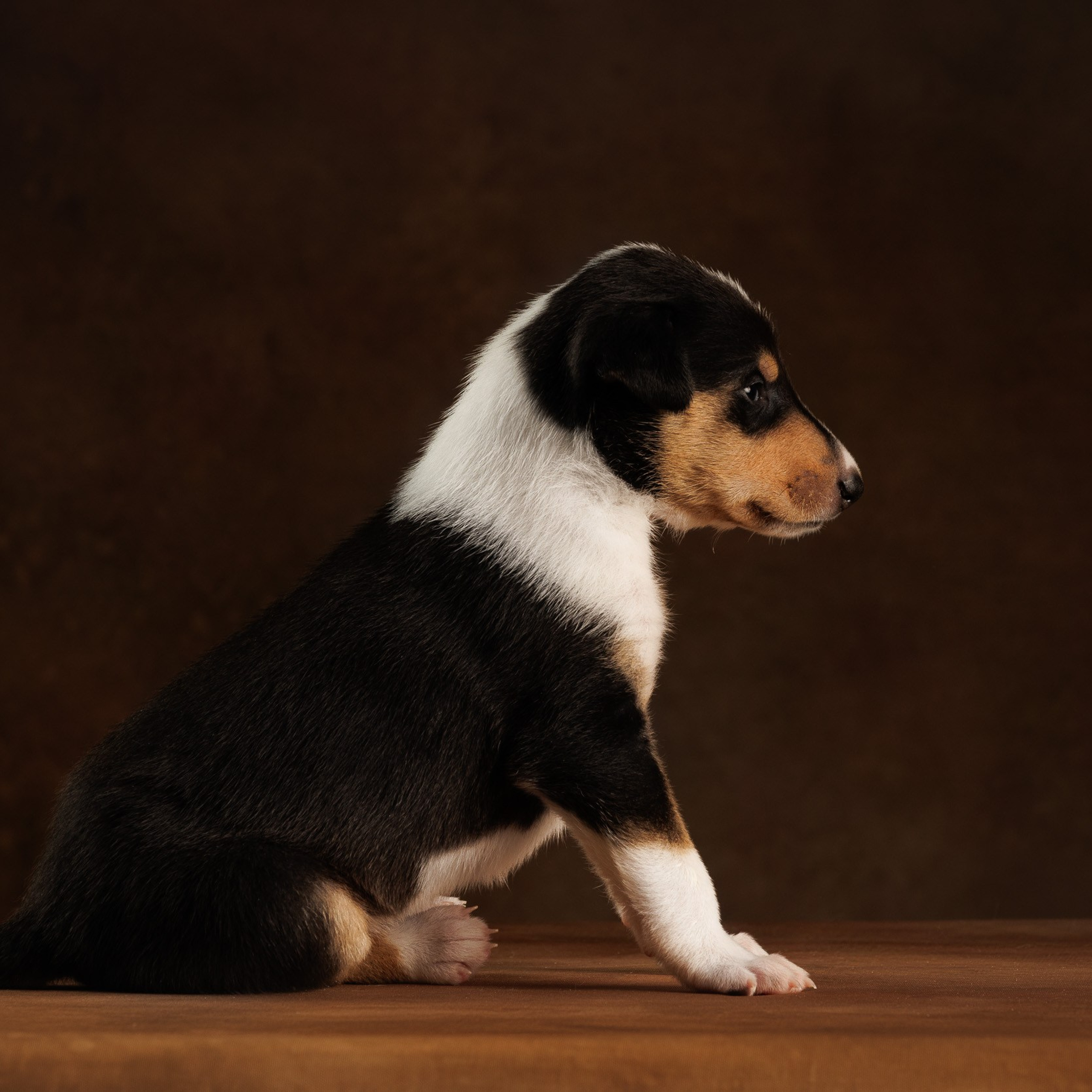 Триколор на&nbsp;коричневом