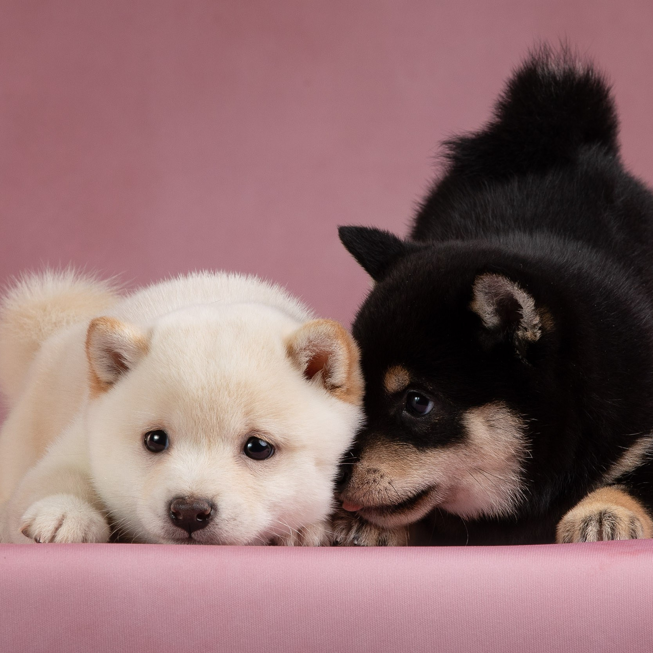 Гламурные Инь и Янь