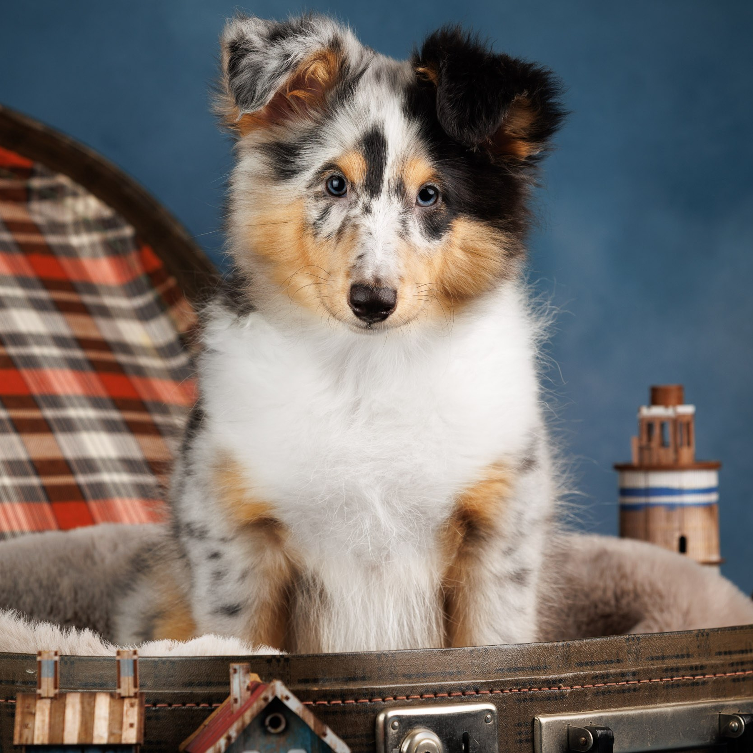 Шелтята Пушкино