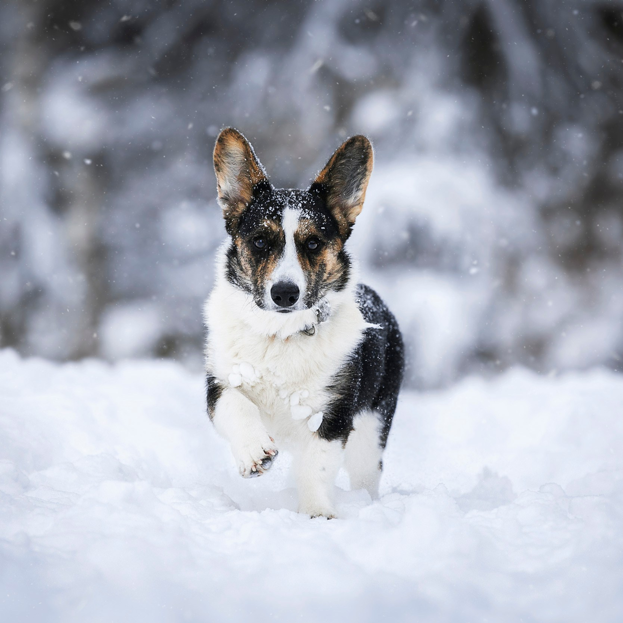 Корги Нанси и Бони в зимнем лесу