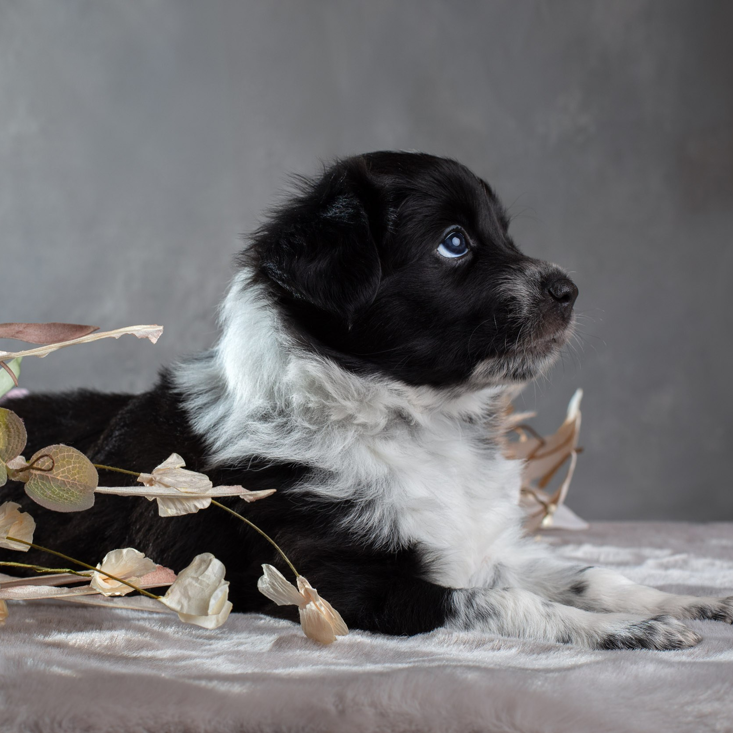 Рекламная съемка щенков в Щелково