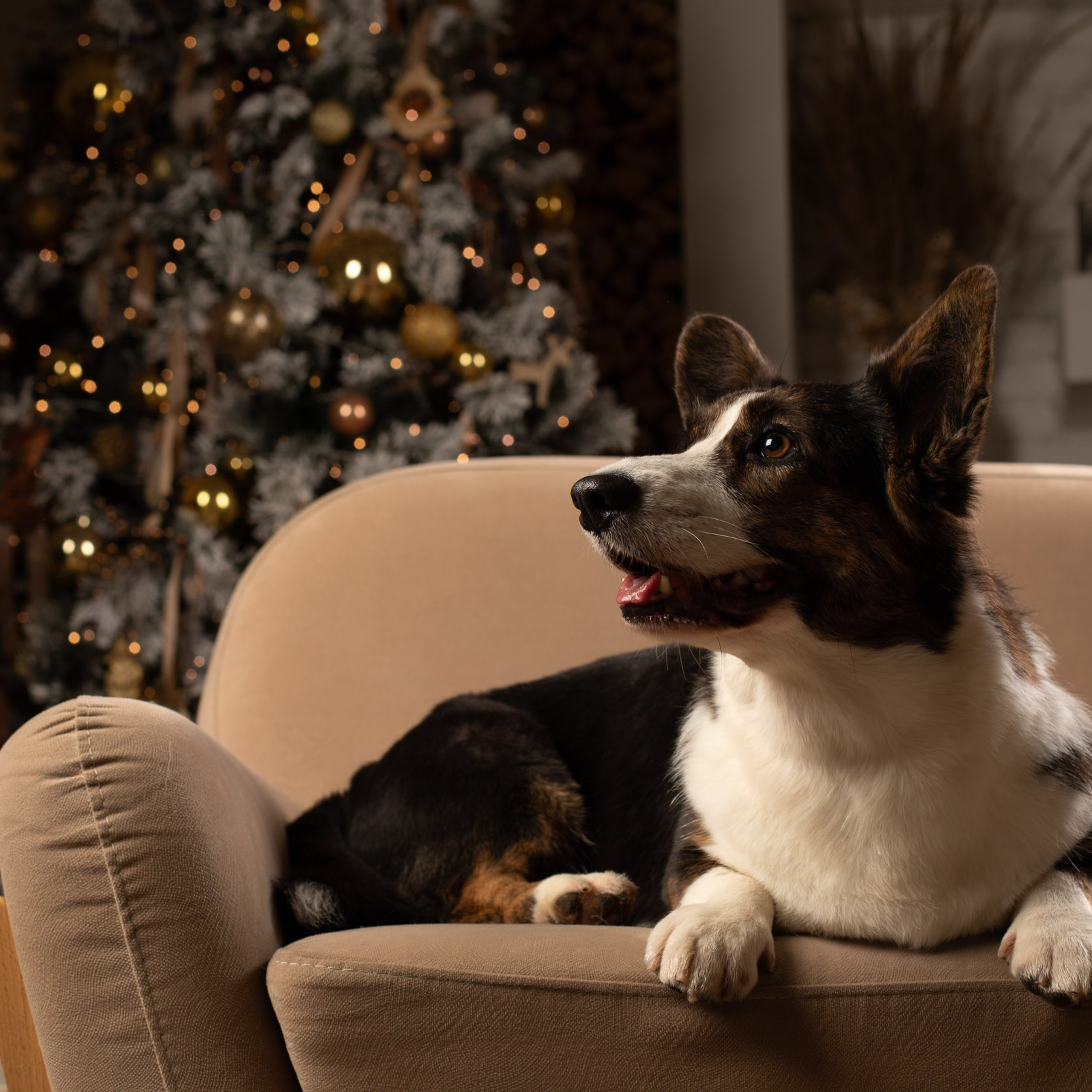 Новогодняя съёмка в студии