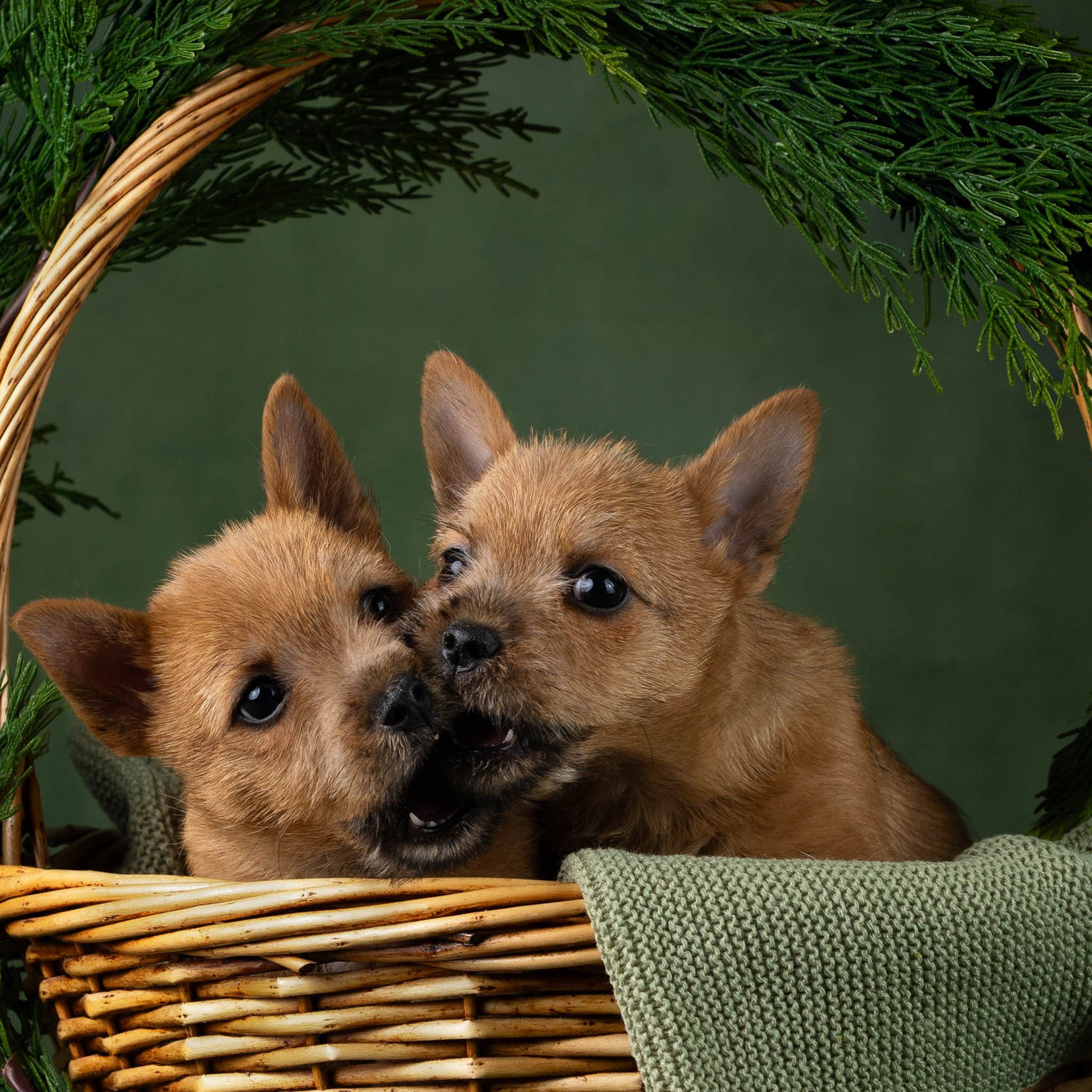 Крошки норвичи