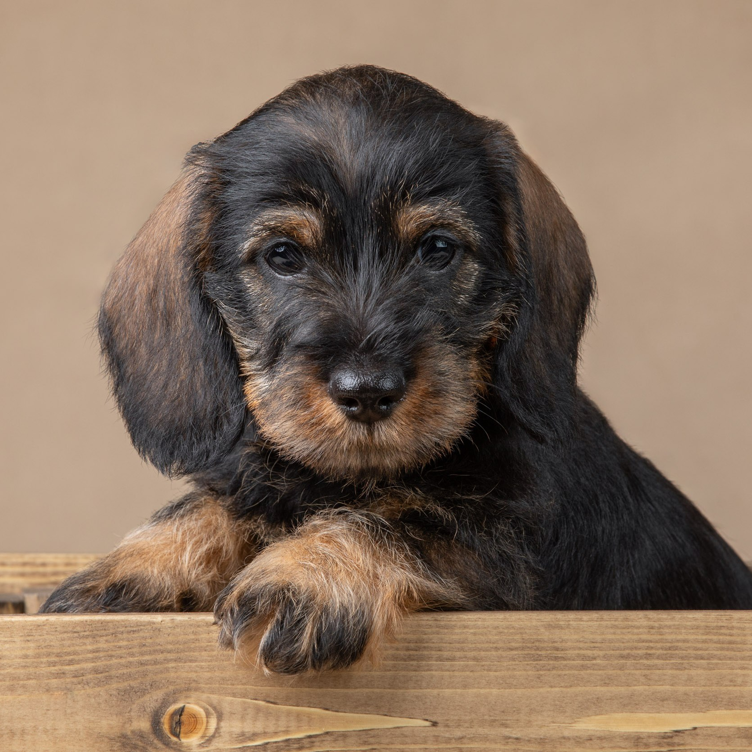 Таксята на бежевом