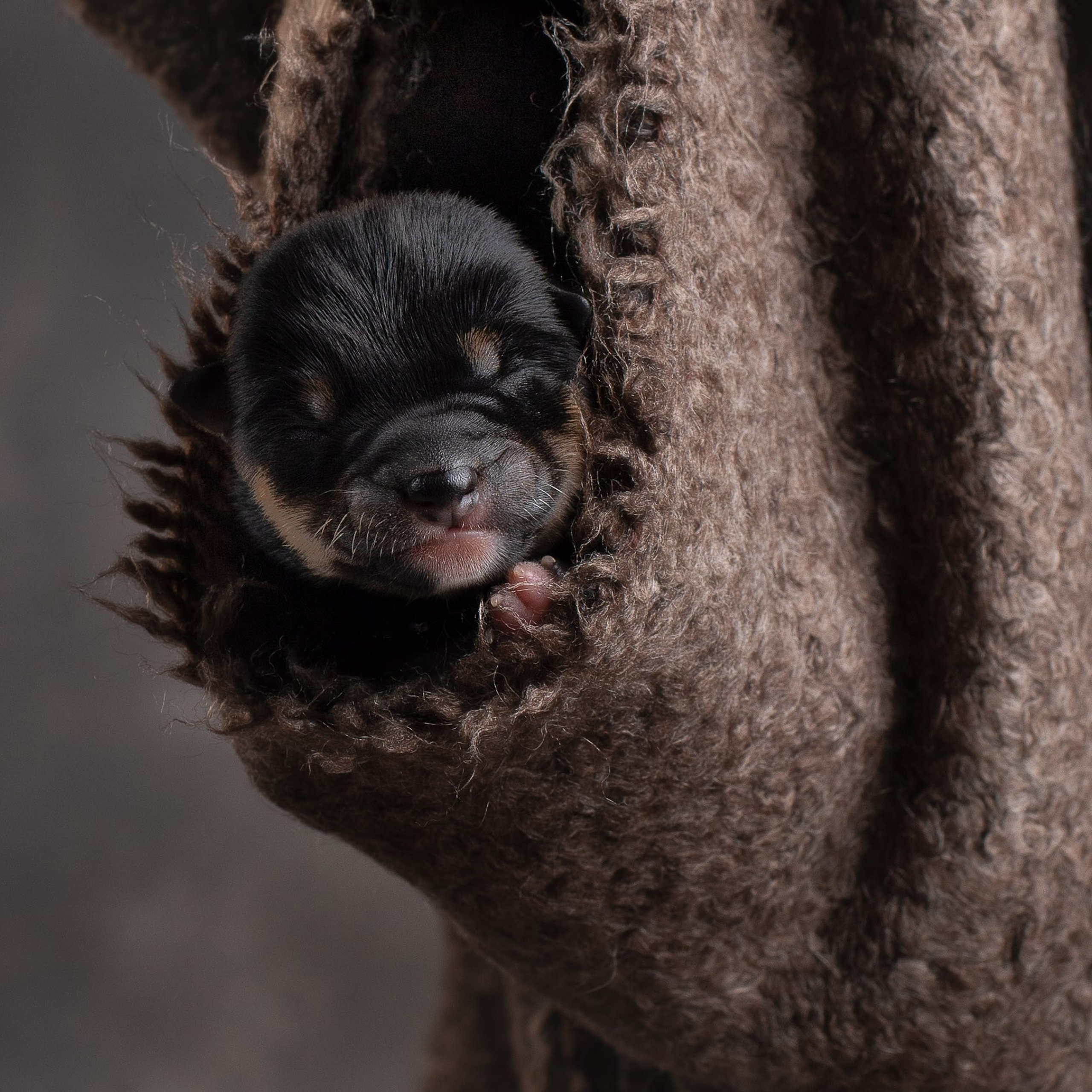 Ньюборн для маленьких мамесиб