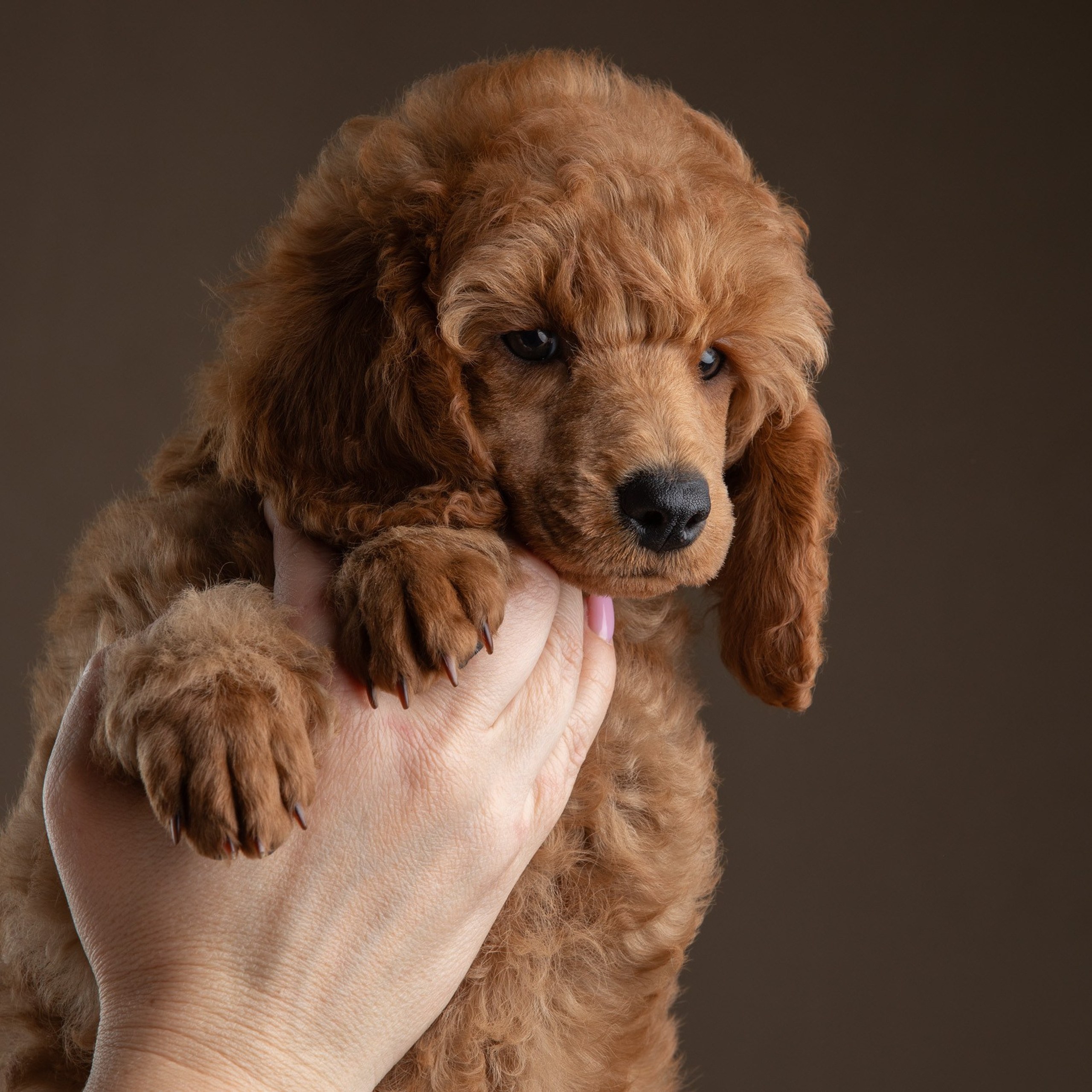 Пуделята в Щербинке
