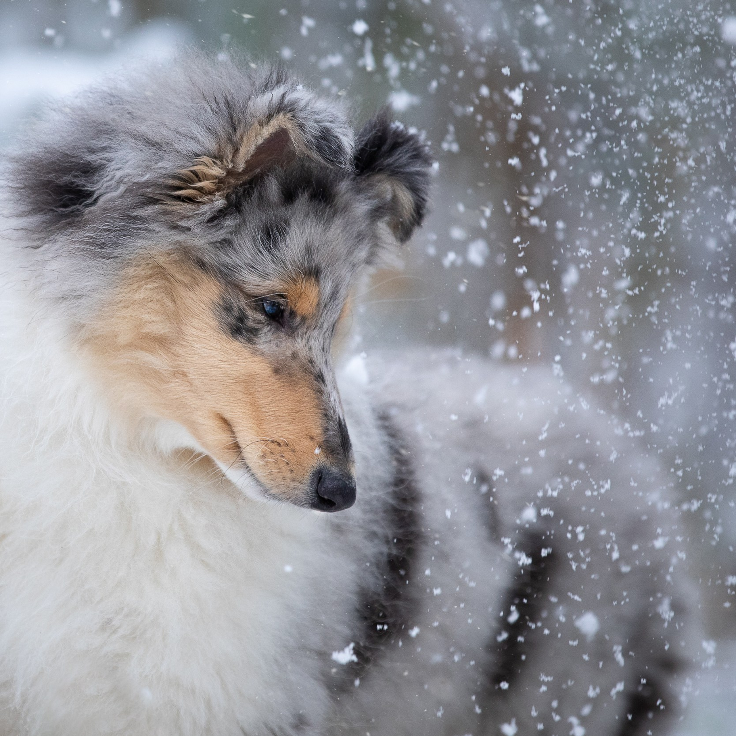 Первый снег для щенка колли Кузи