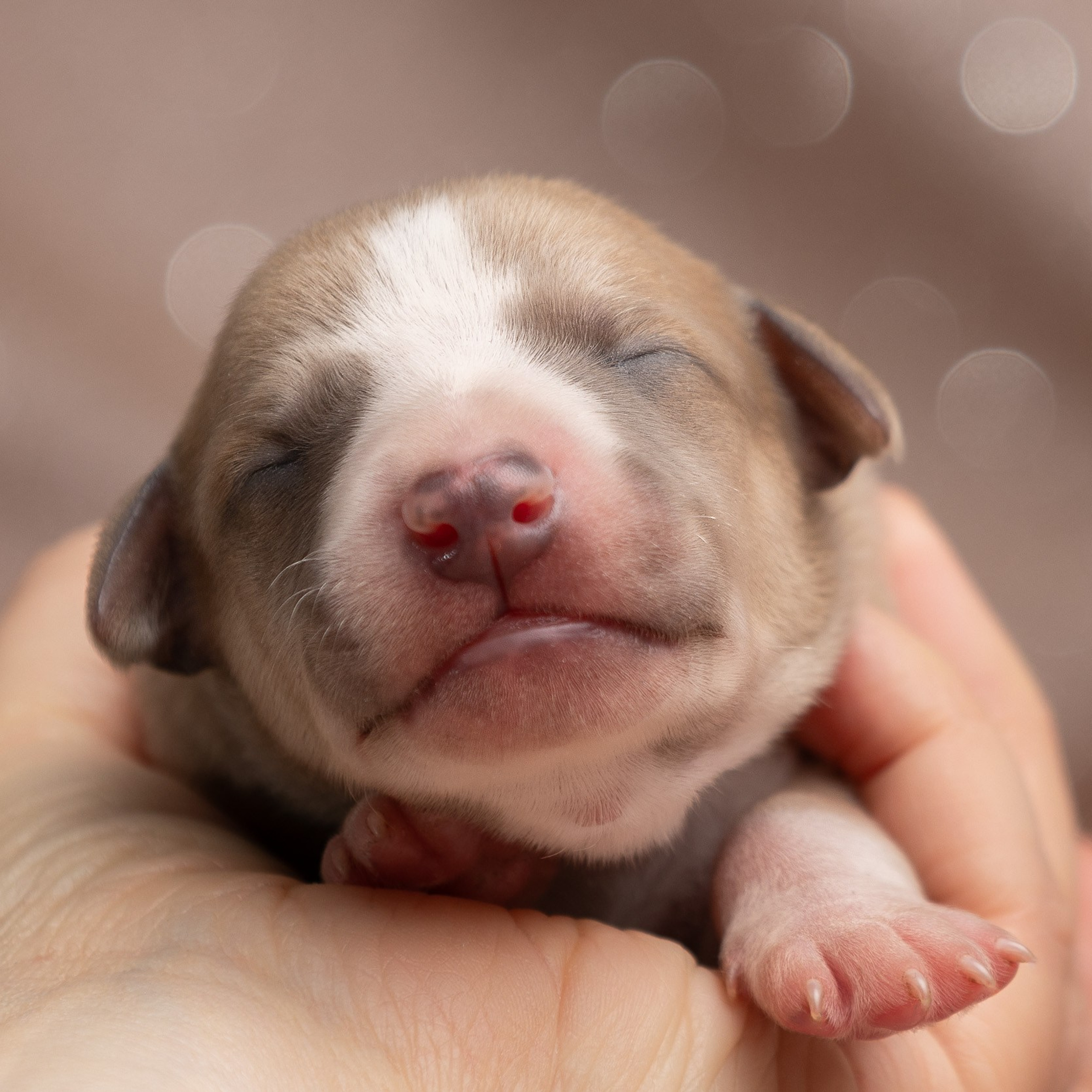 Новорожденные щенки уиппета