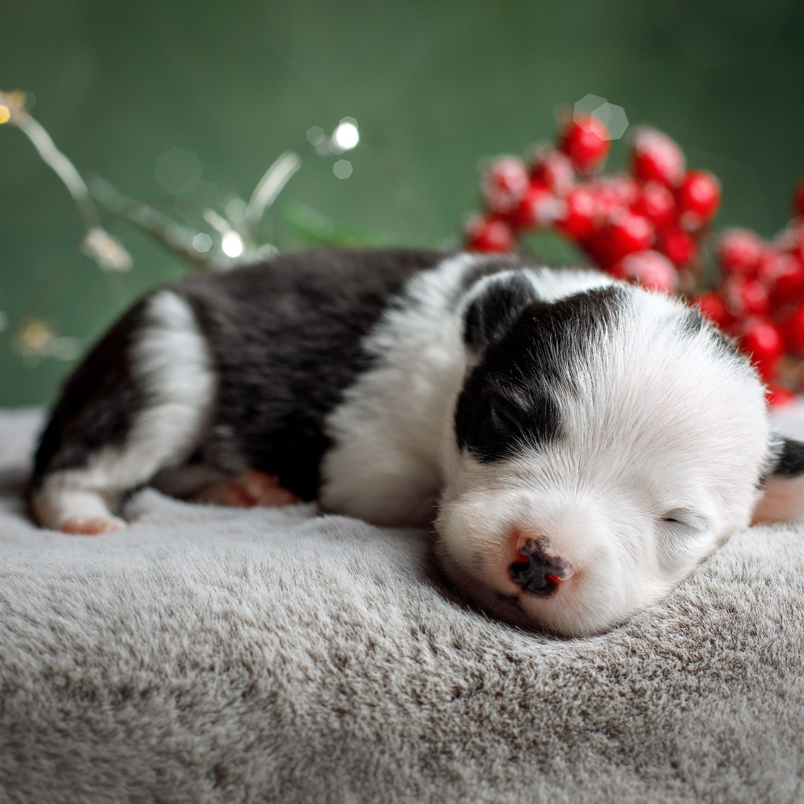 Отзывы о фотографе-анималисте Фроловой Татьяне. Фотограф-анималист в Москве и Московской области Татьяна Фролова