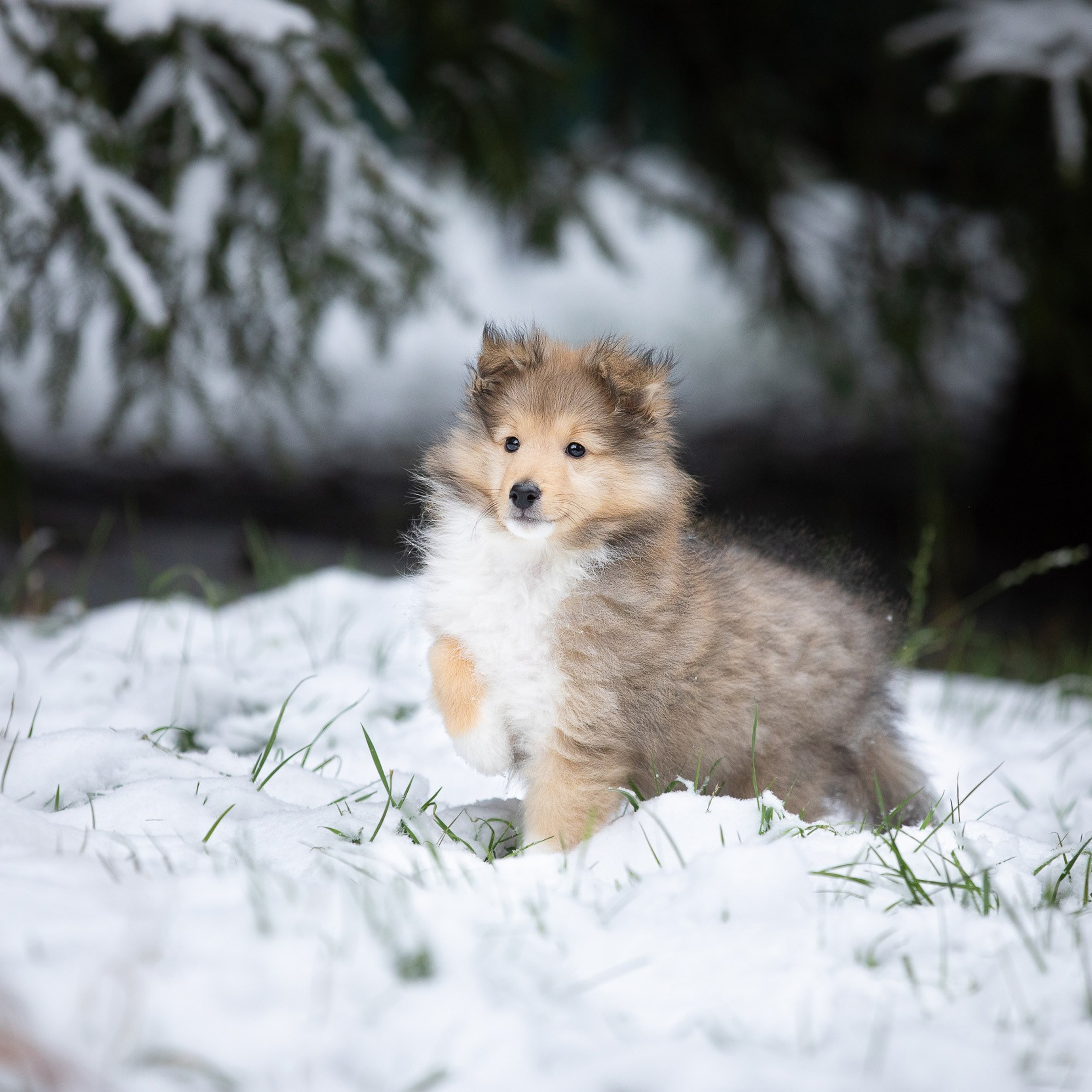 Перед отъездом к владельцу