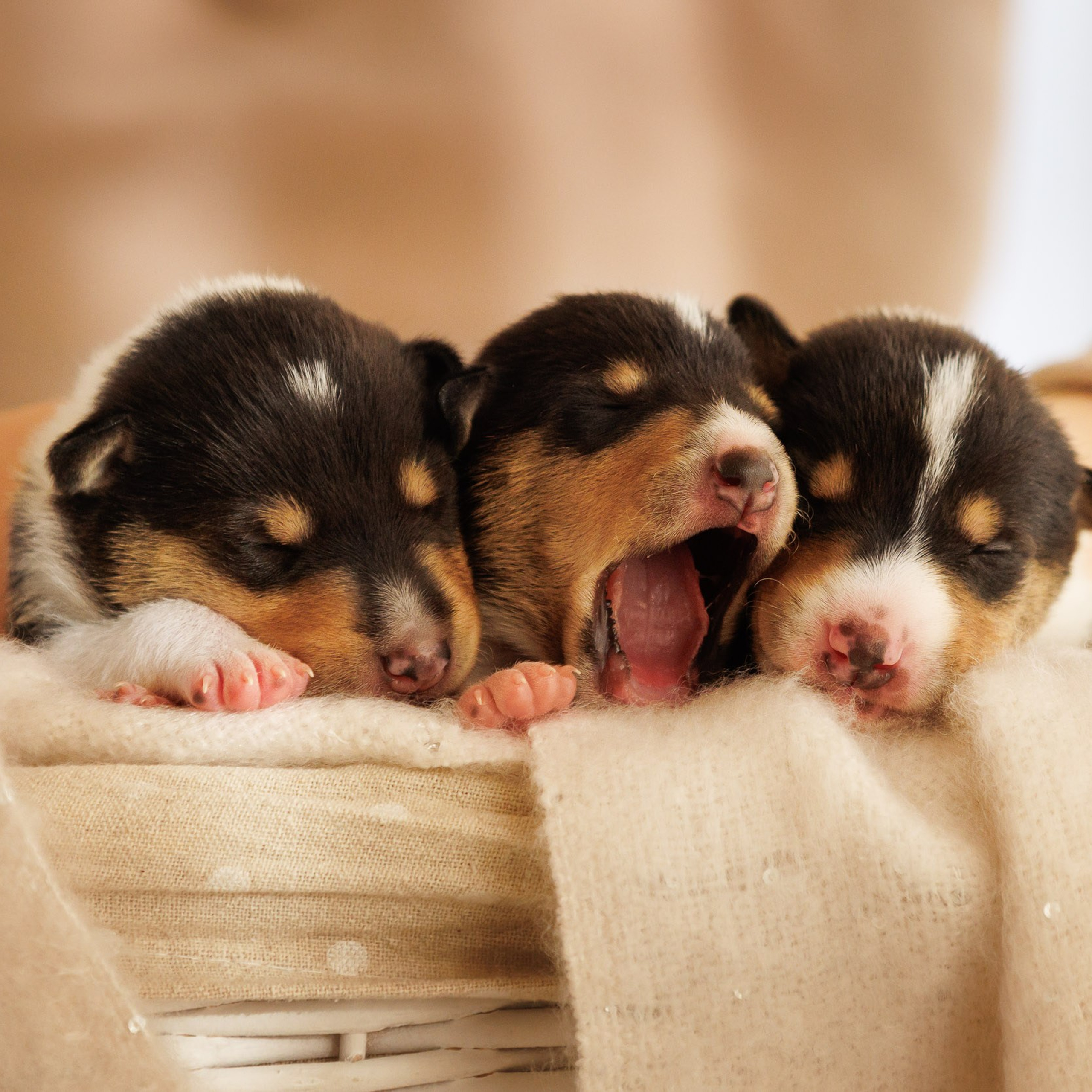 Короткошерстные колли в&nbsp;2 недели