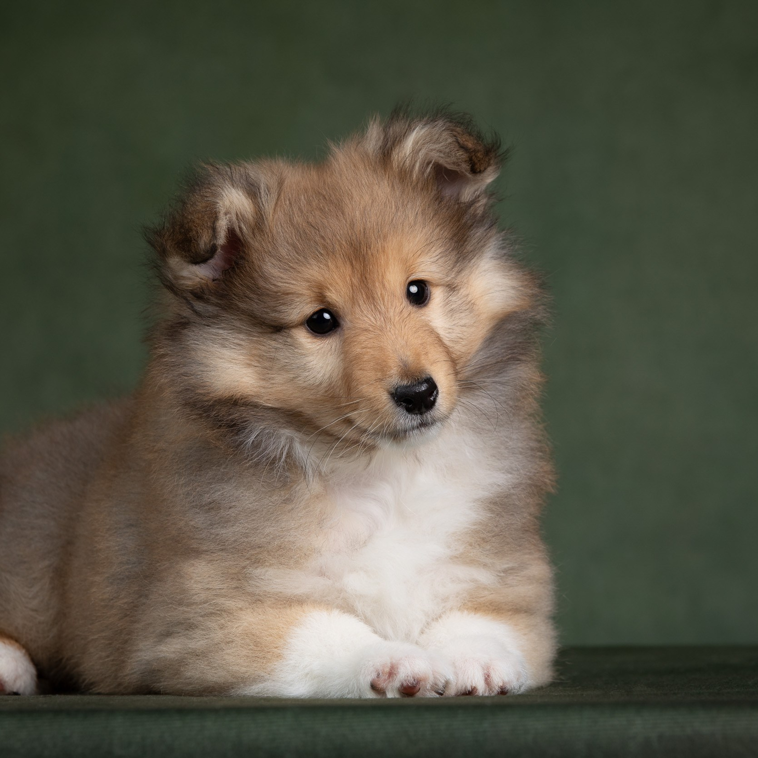 Щенки на зеленом