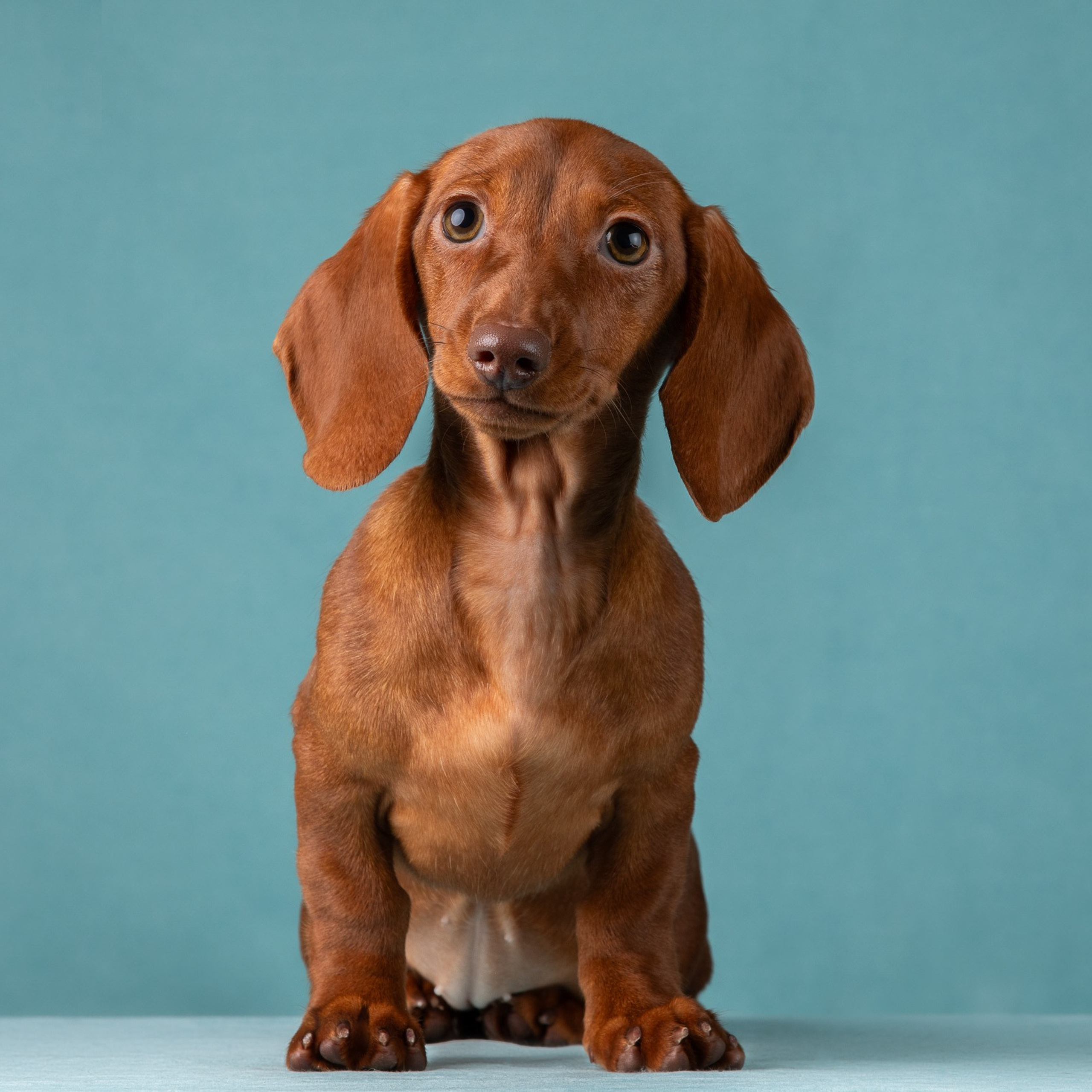 Съемка щенков таксы в минималистичном стиле