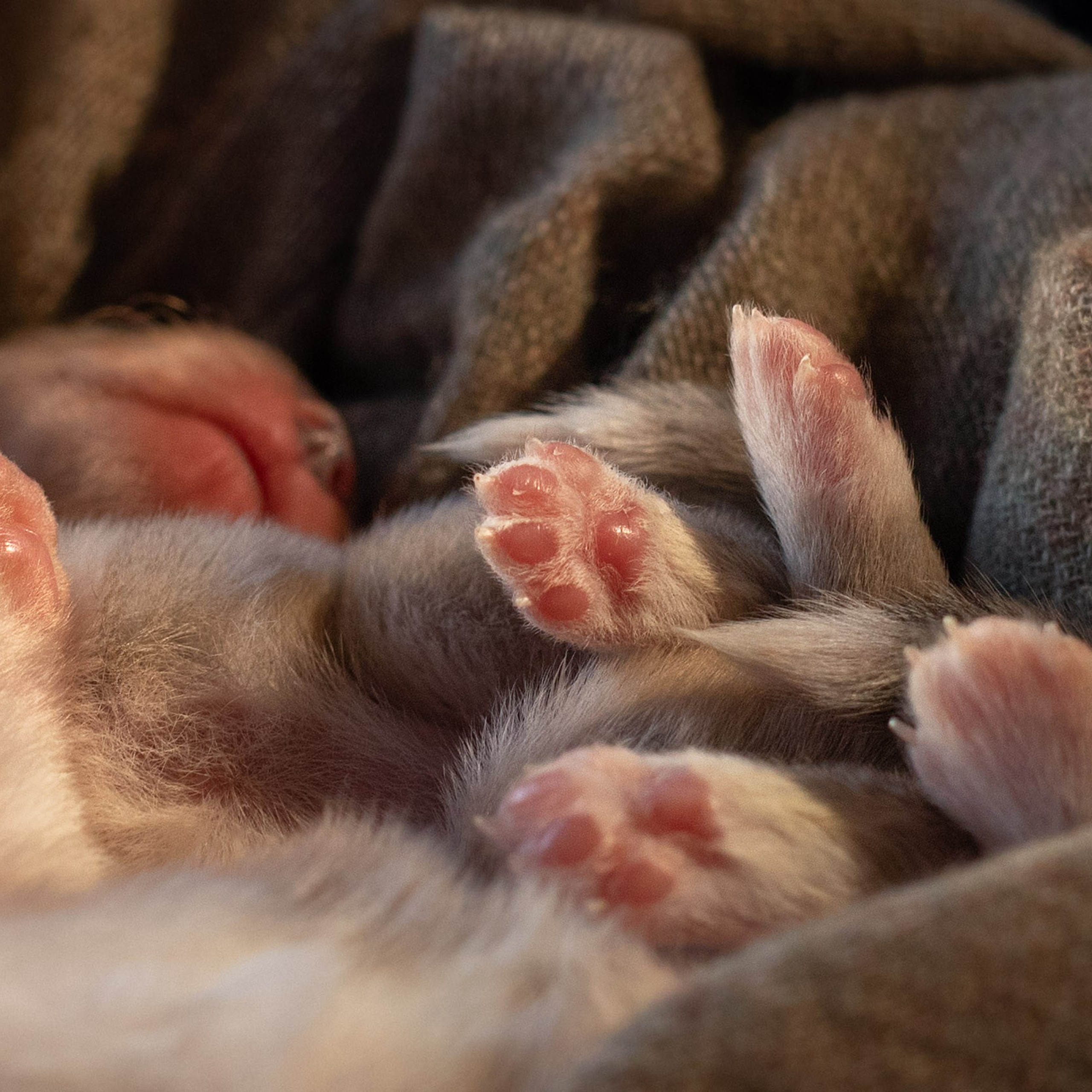 Ньюборн для кардиганов