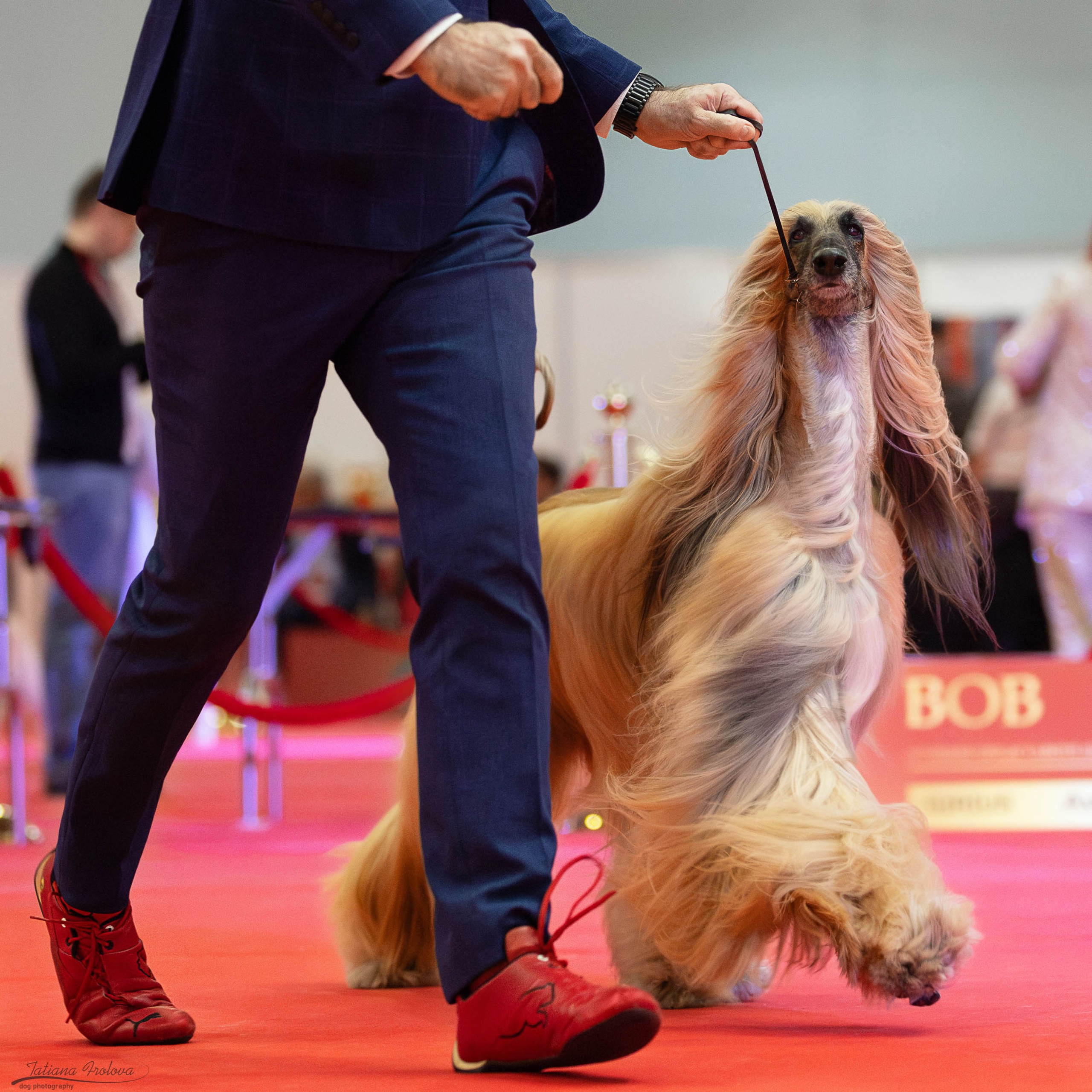 Лучшие собаки России 2025