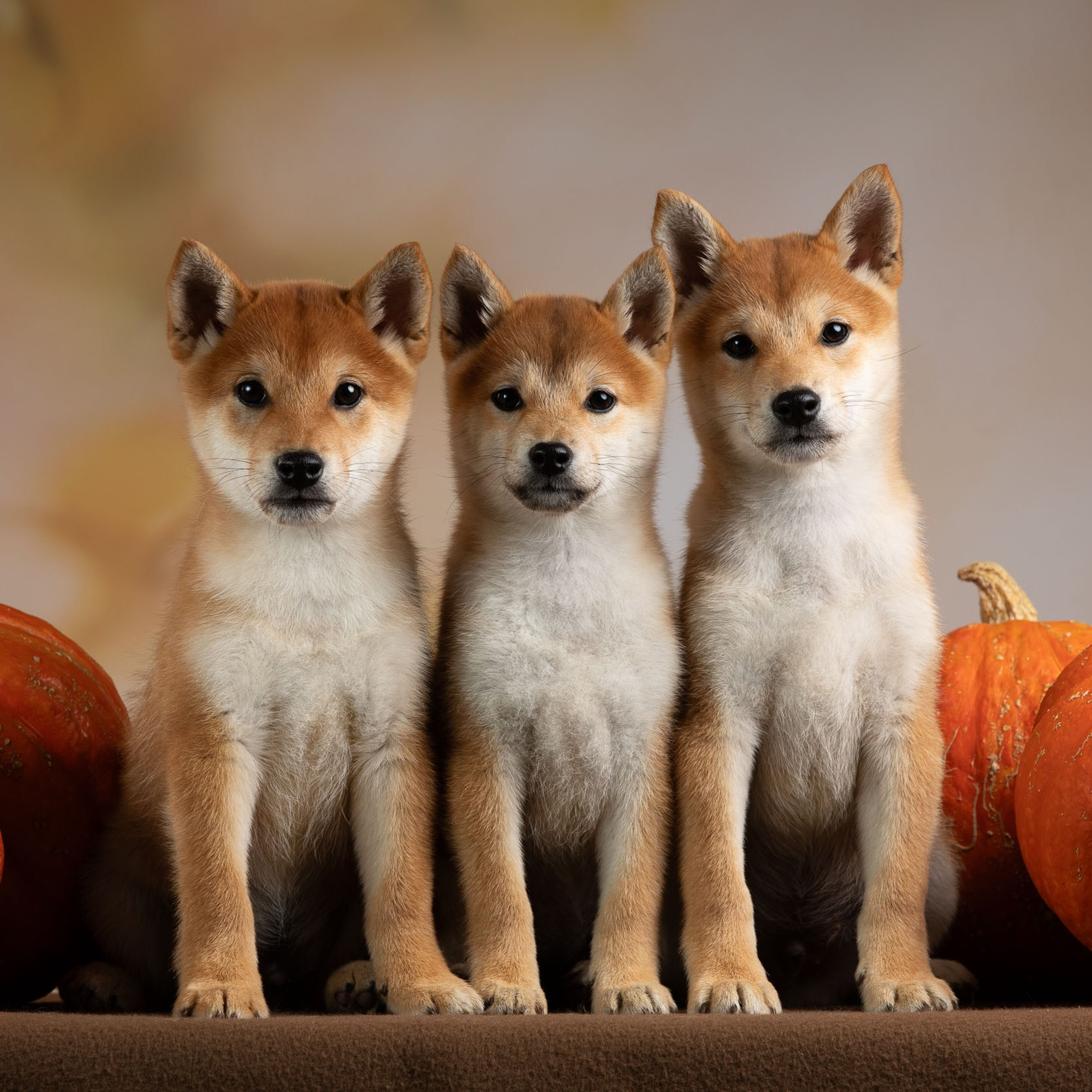 Рыжие сибы и тыквы