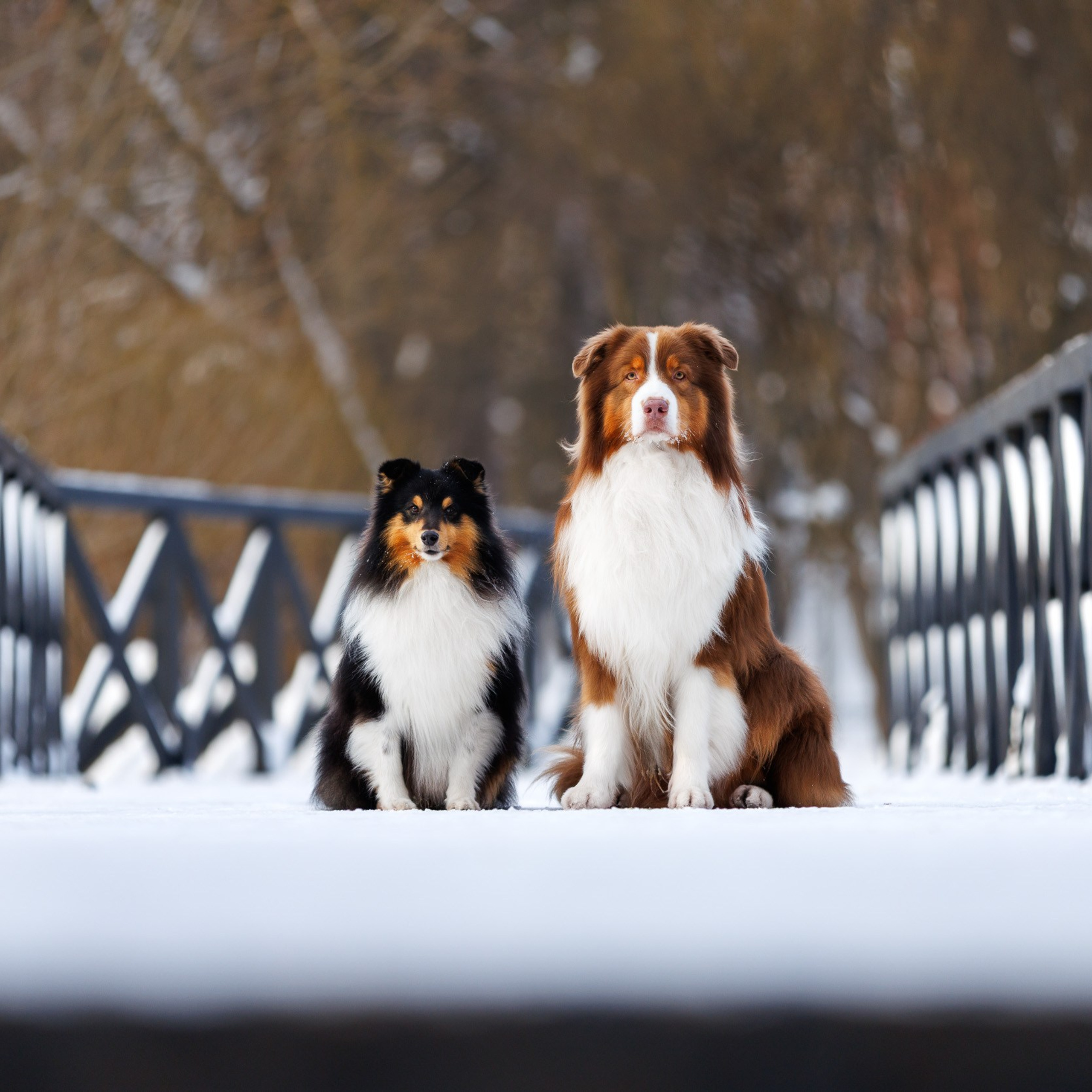 Марик и&nbsp;Дэн