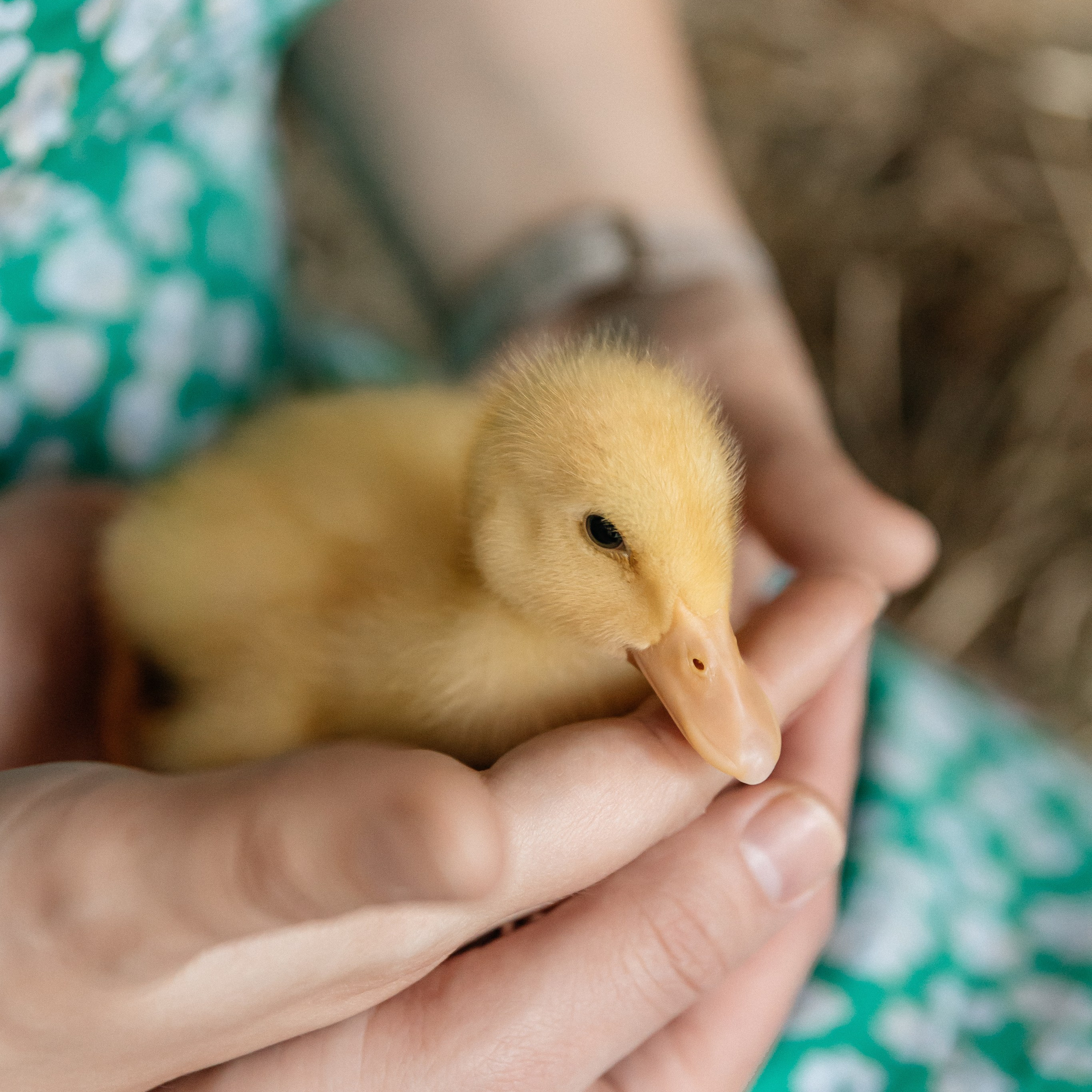 Даша, Павел и София