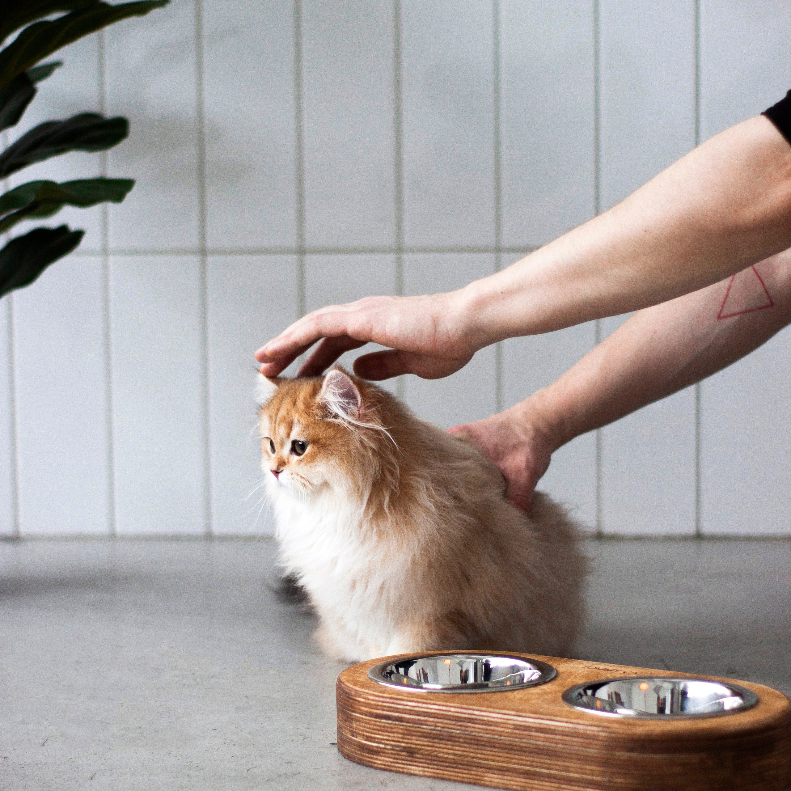 работа с Tommy cat