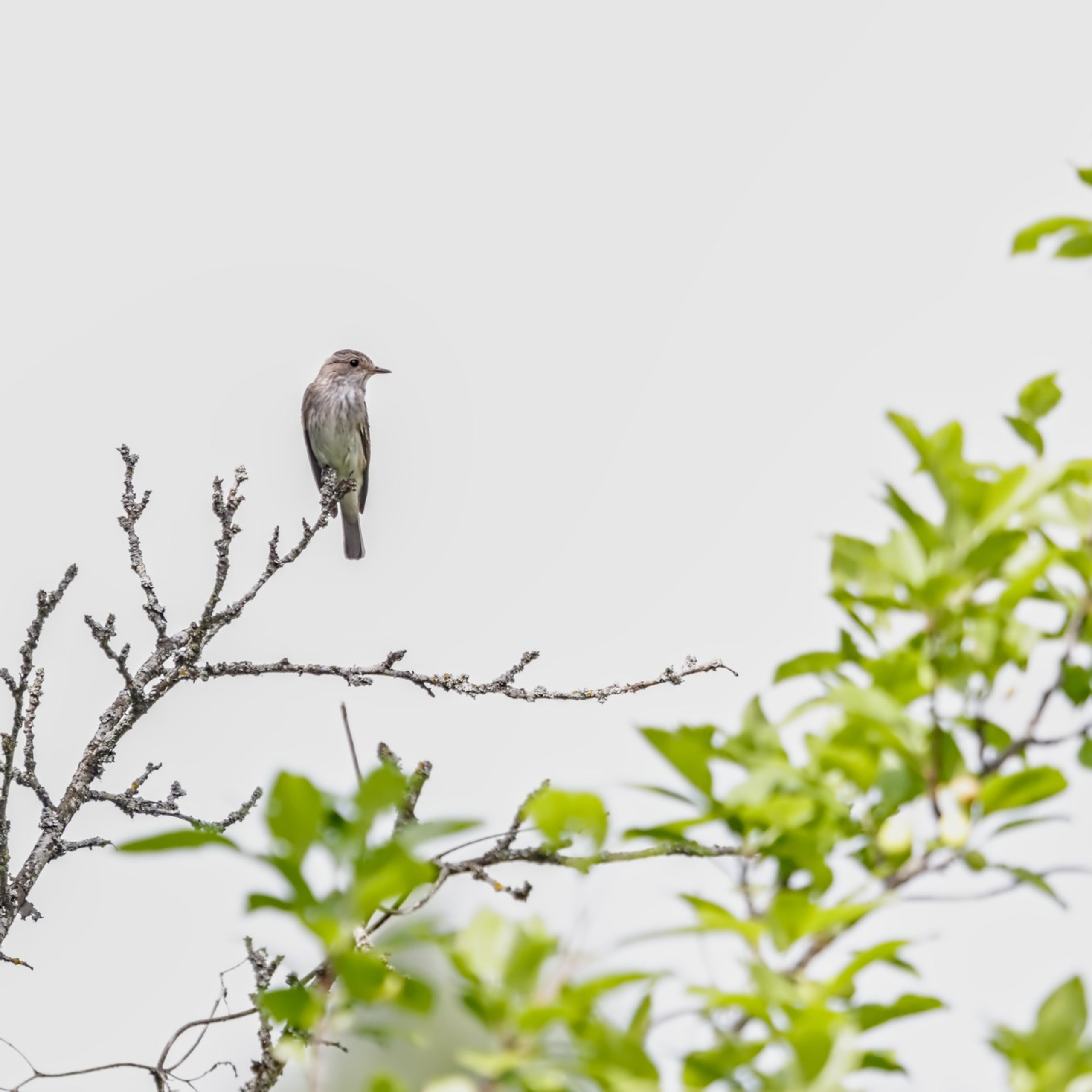 Птицы (Aves)