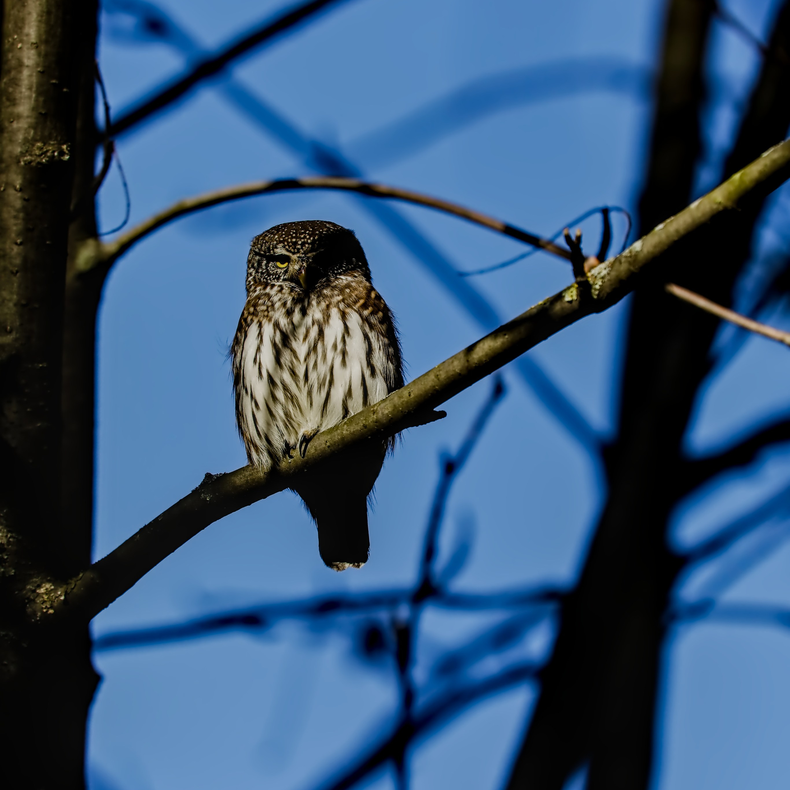 Птицы (Aves)