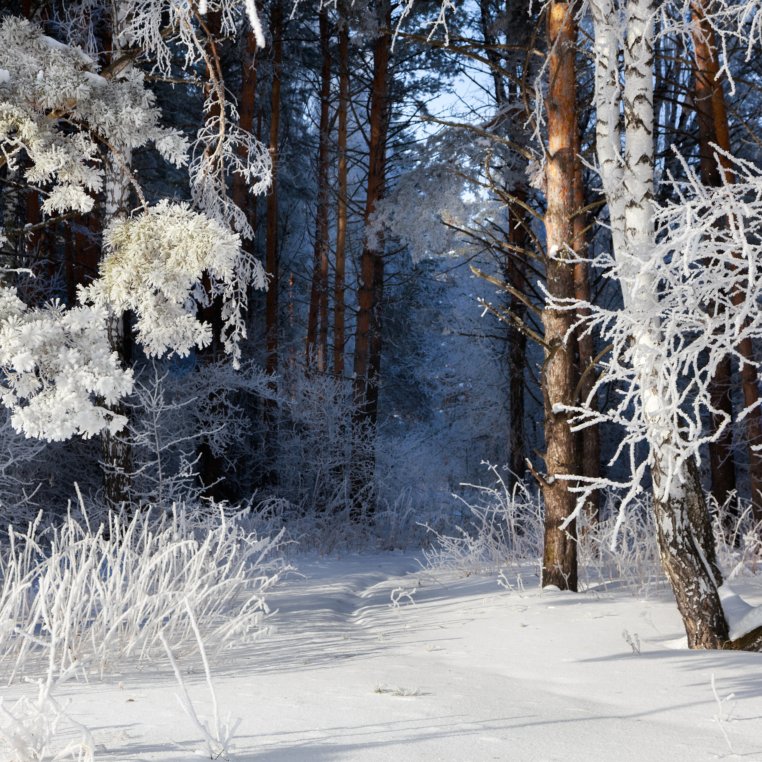 Природа родного края