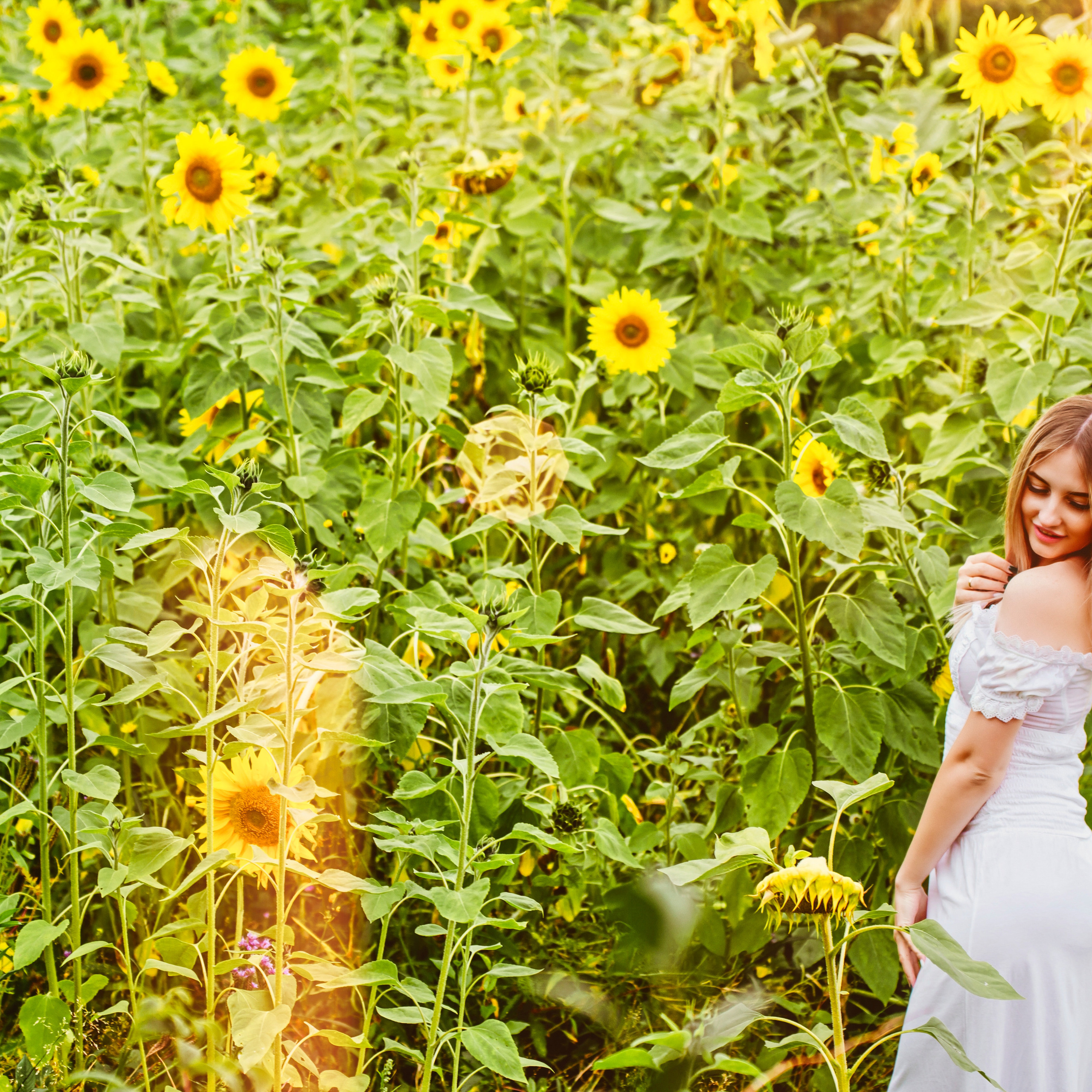 Подсолнуховое поле на локации familyfotohouse38