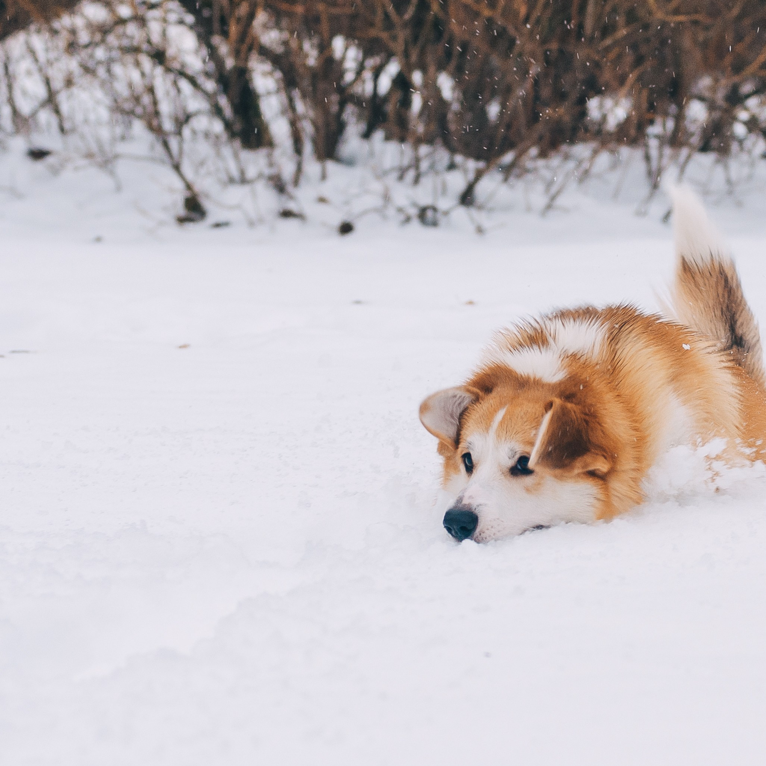 Отзывы. Свадебный и семейный фотограф г. Ярославль Савинская Анастасия