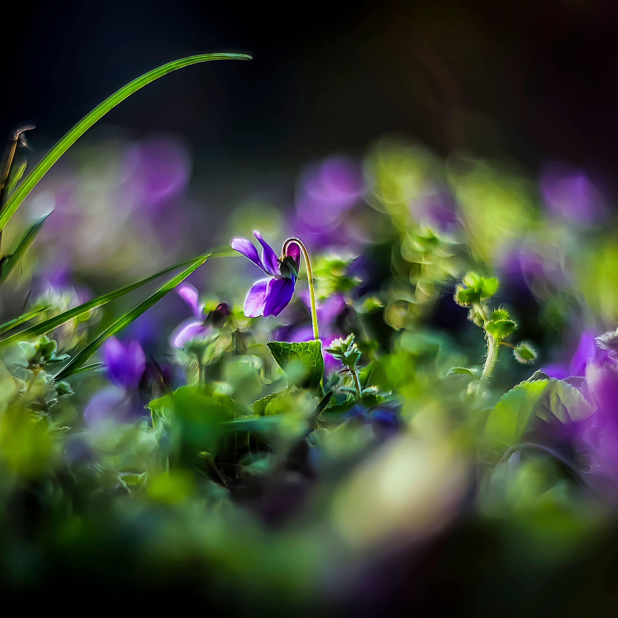 Акварели Гелиоса