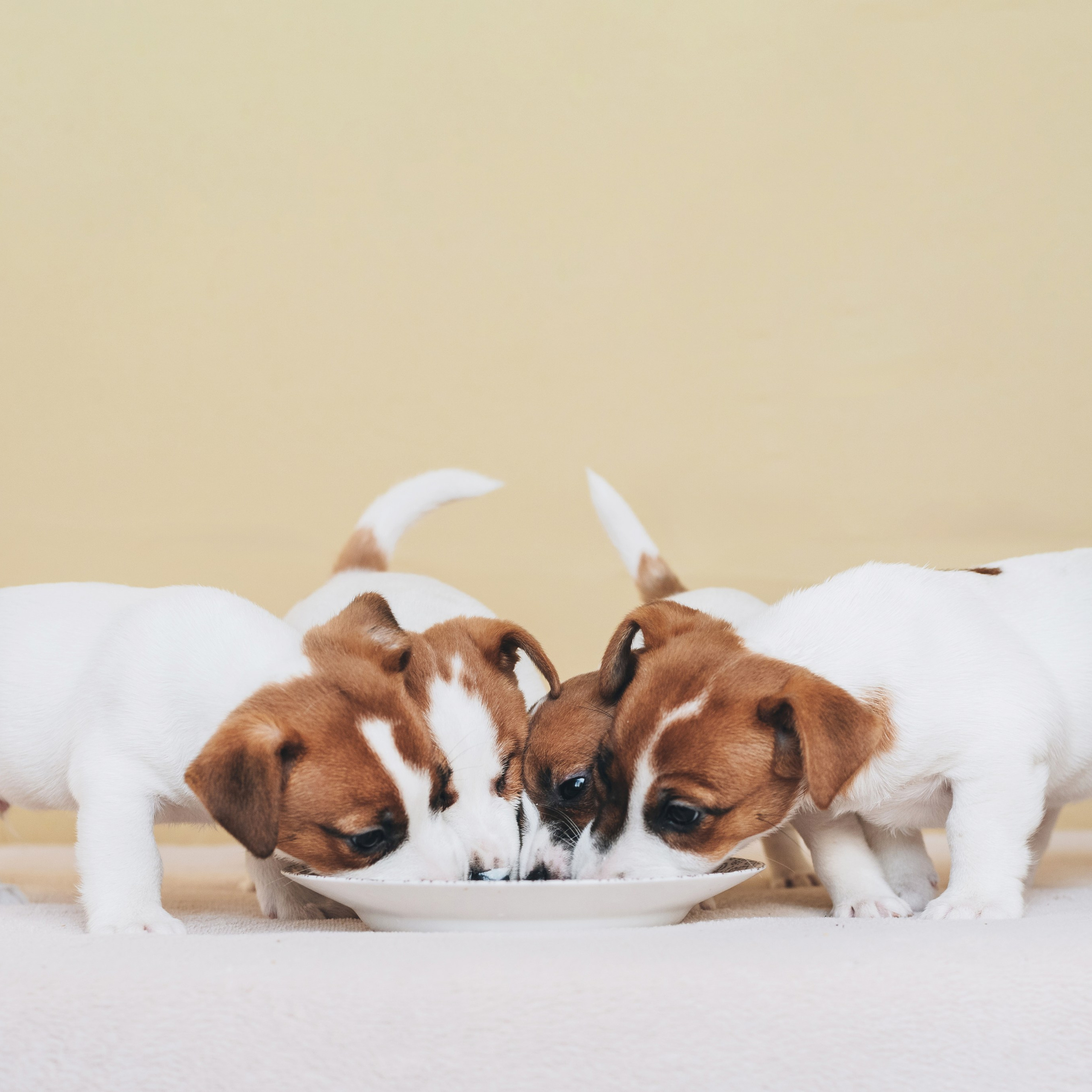 Jack Russell Terrier