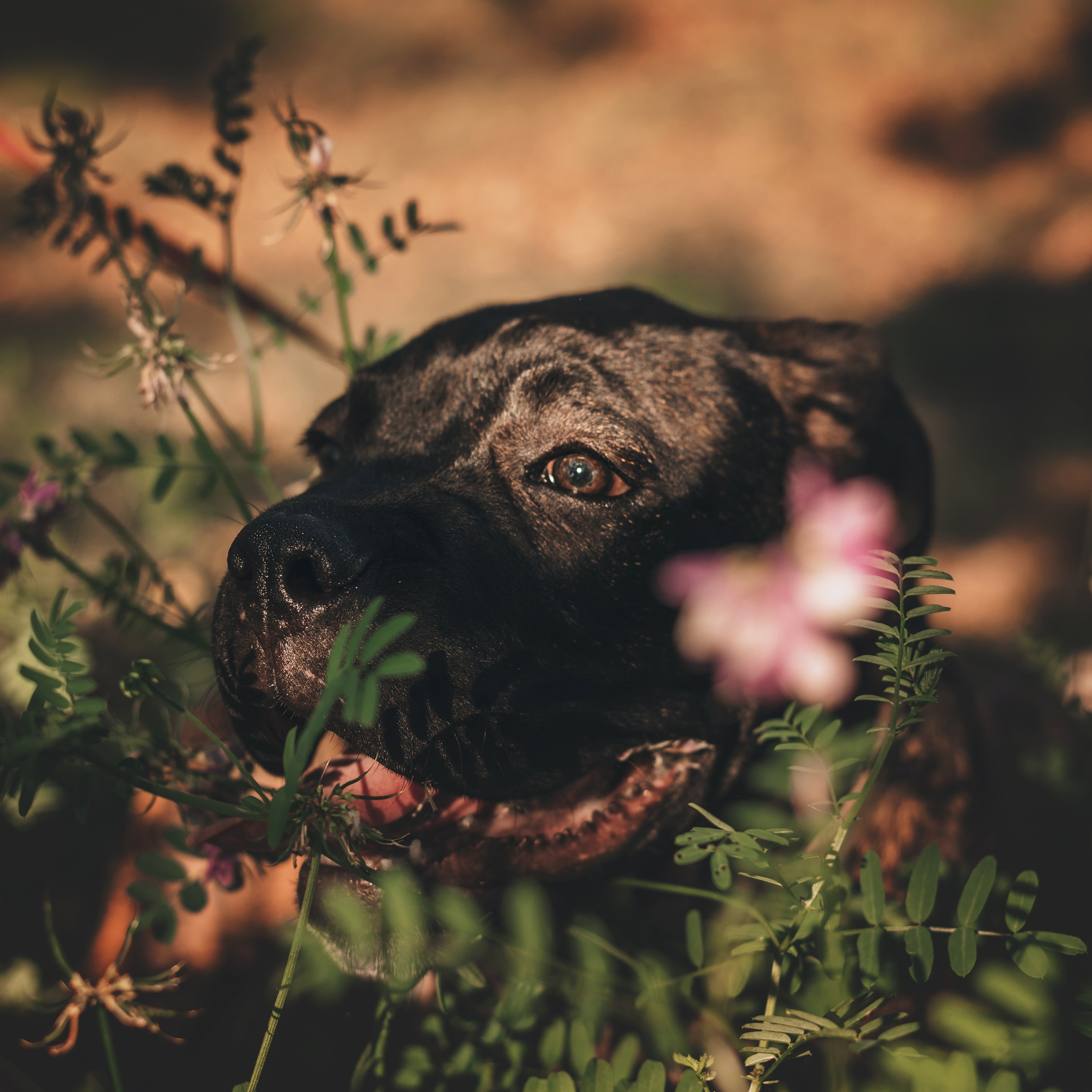 Cane Corso