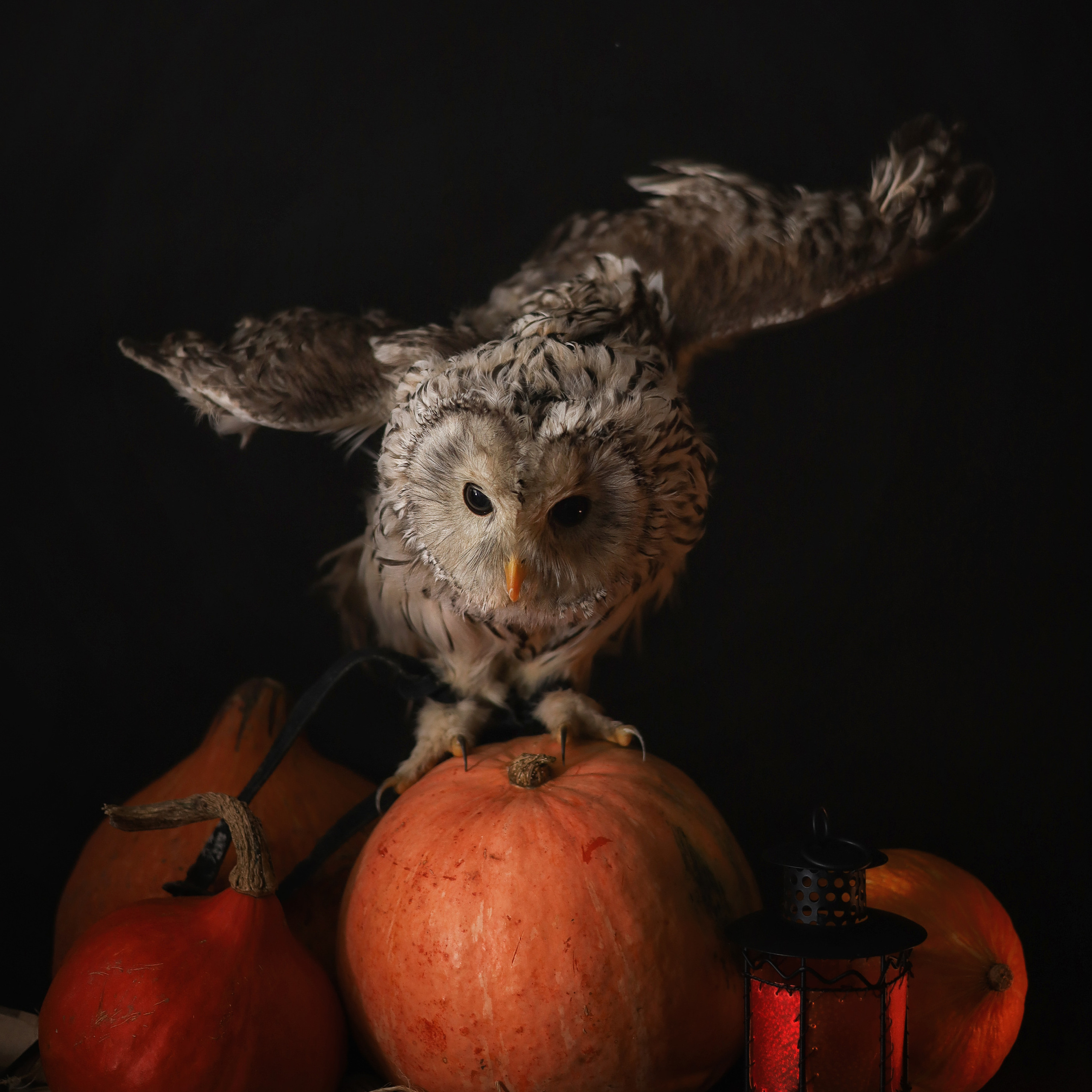 Отзывы. Детский сказочный фотограф Ярославль