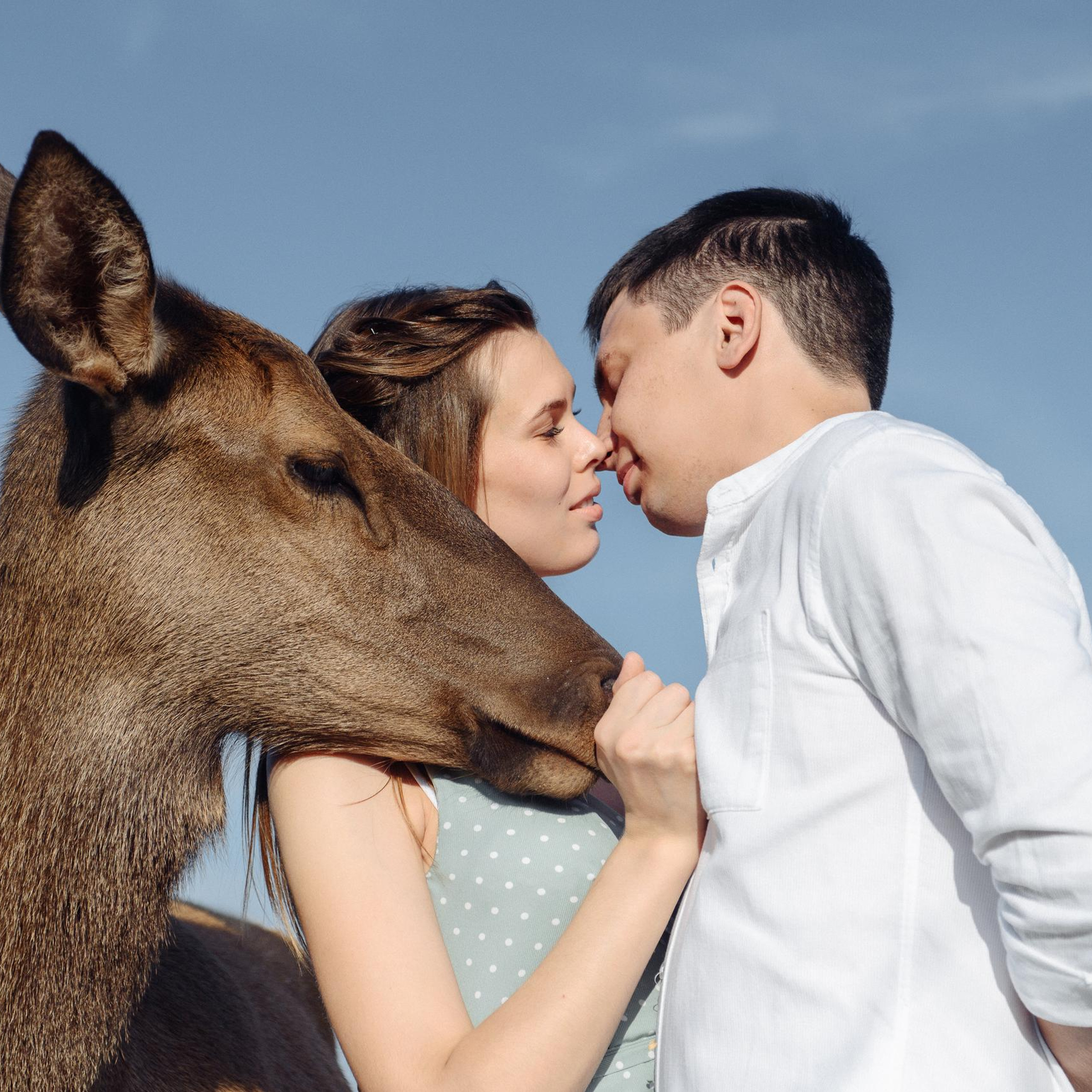 На Оленьей ферме