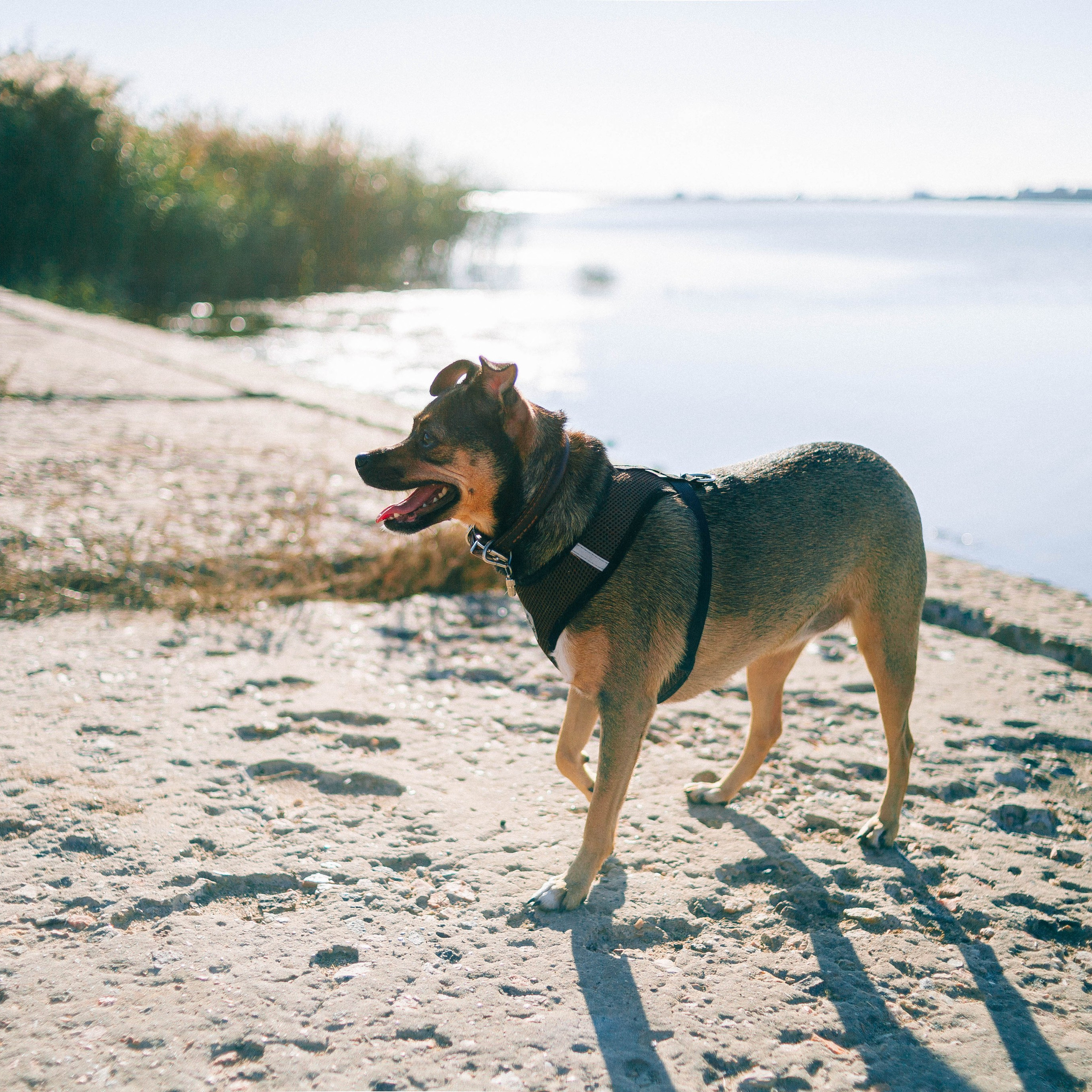 Животные | Евпатория