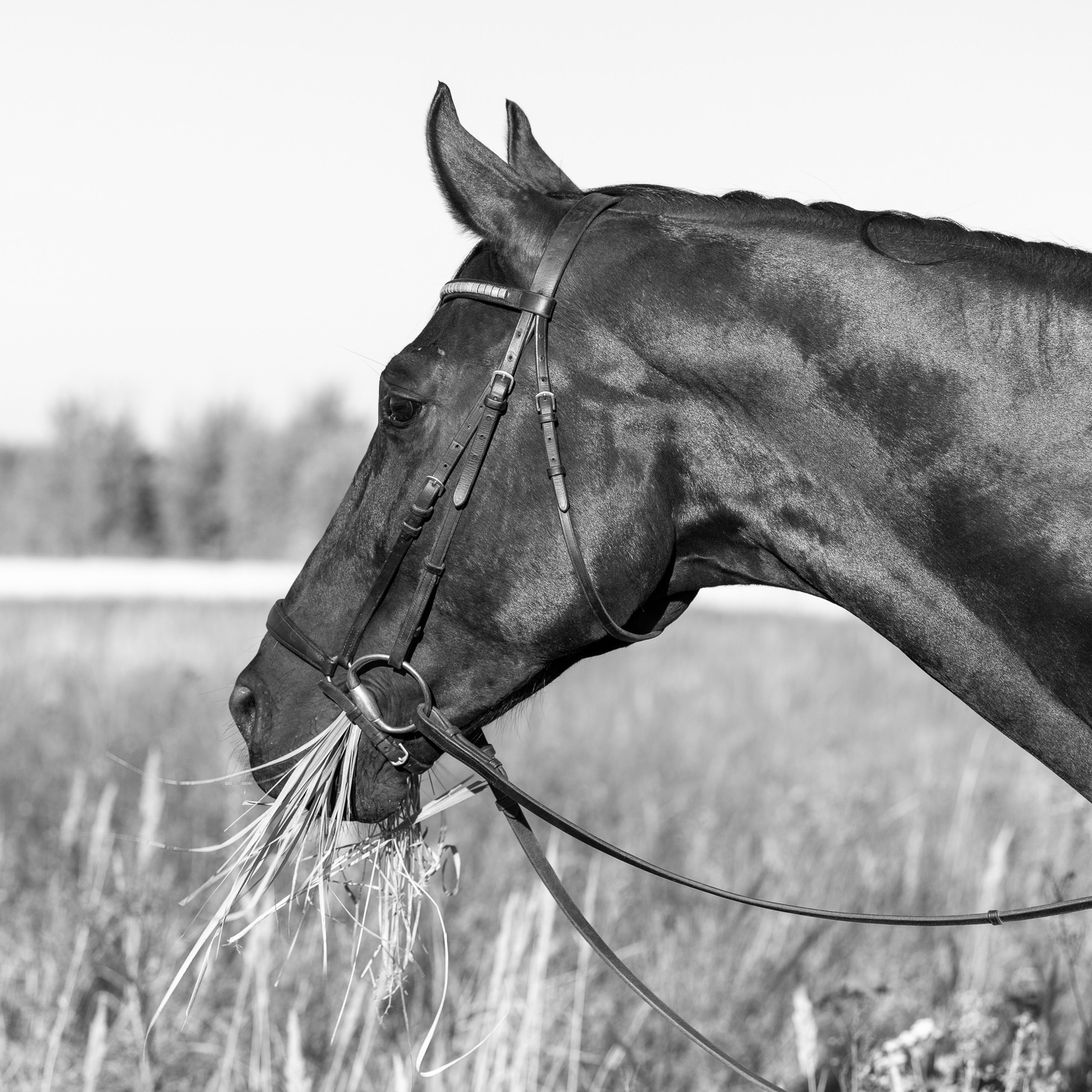 Регистрация на семинар (вебинар). Лиана Антонович | Конные стратегии