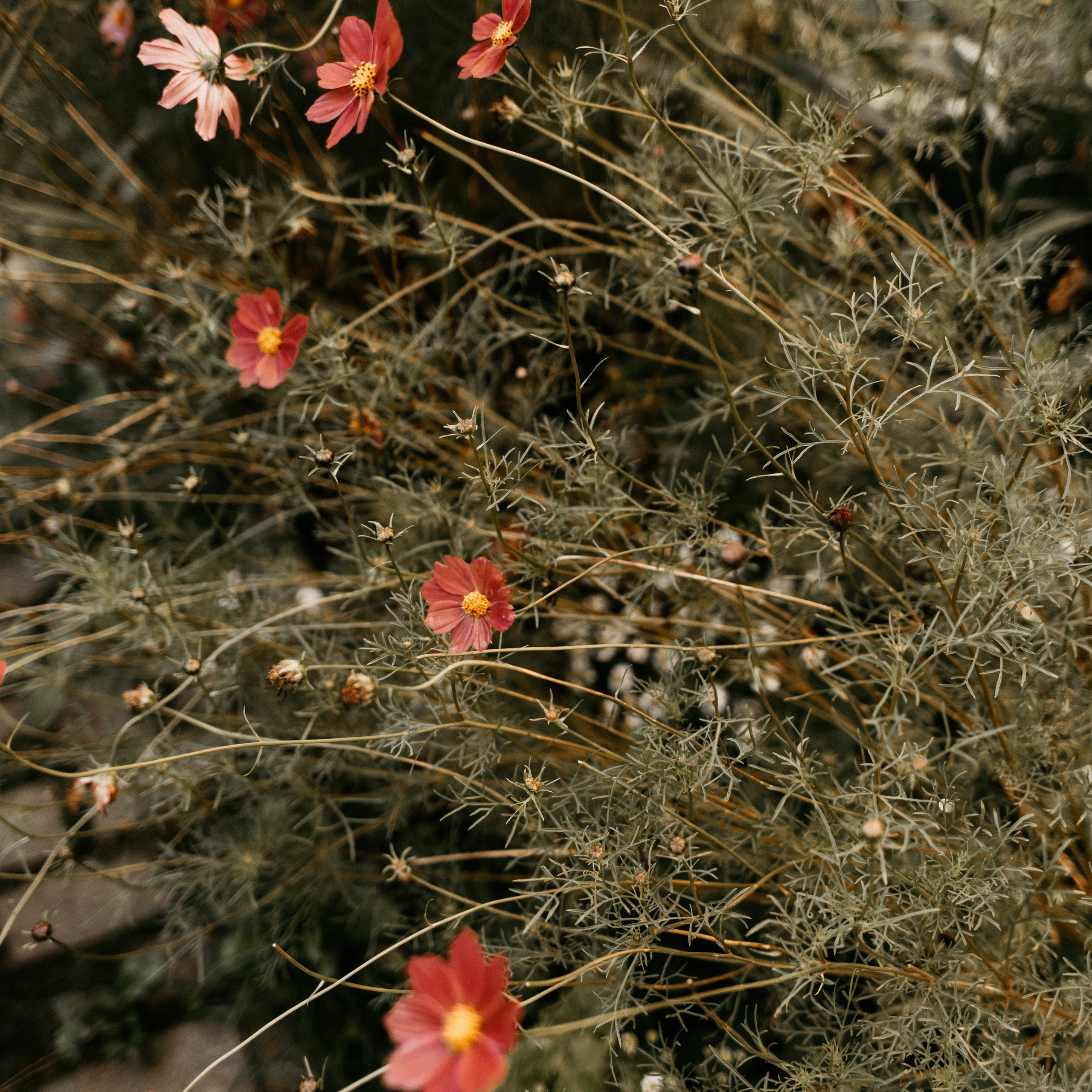 Набор пресетов «ОСЕНЬ», 9 шт. Семейный детский фотограф в Калининграде Анна Каратай