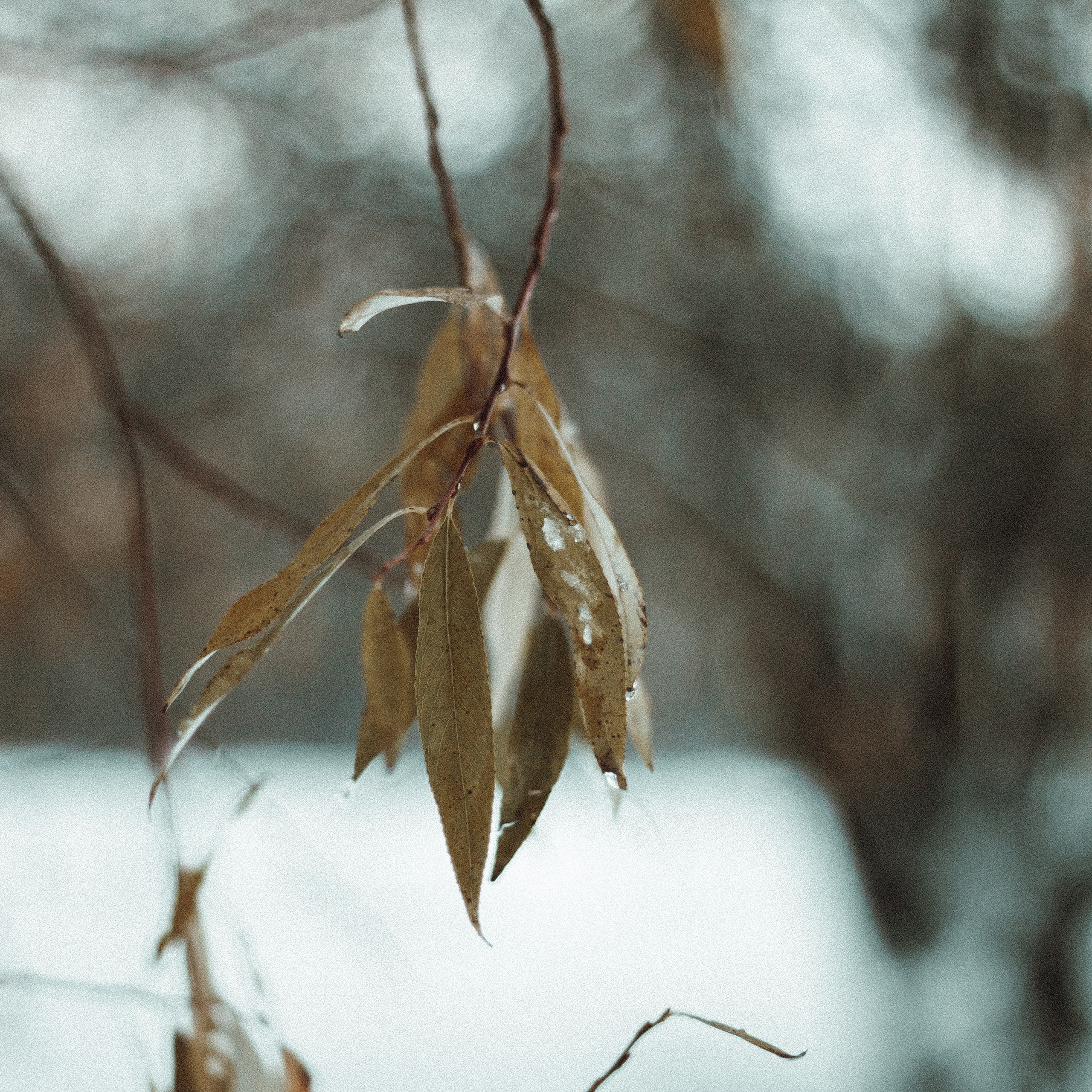 Набор пресетов «Новогодняя серия». Семейный детский фотограф в Калининграде Анна Каратай