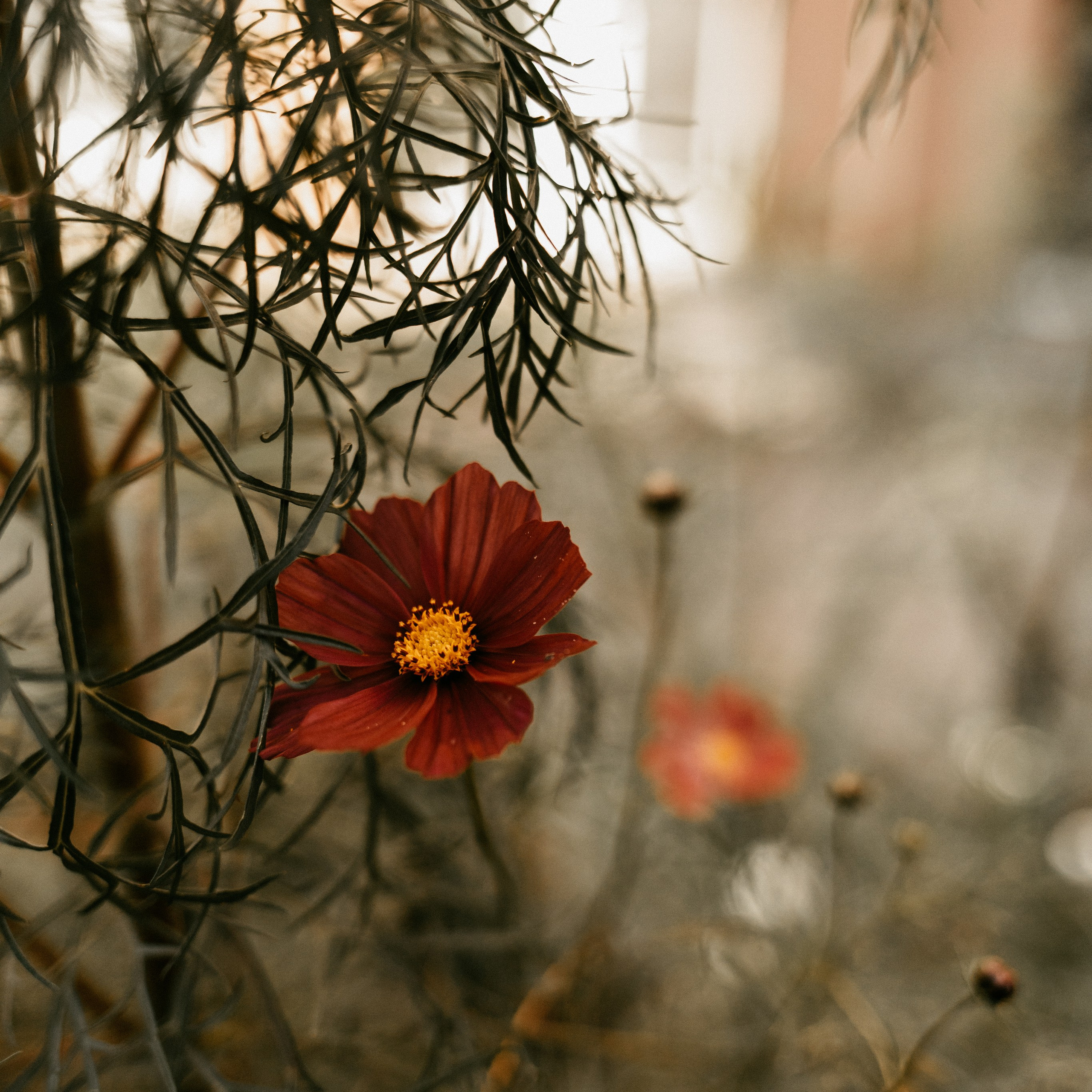Набор пресетов «ОСЕНЬ», 9 шт. Семейный детский фотограф в Калининграде Анна Каратай
