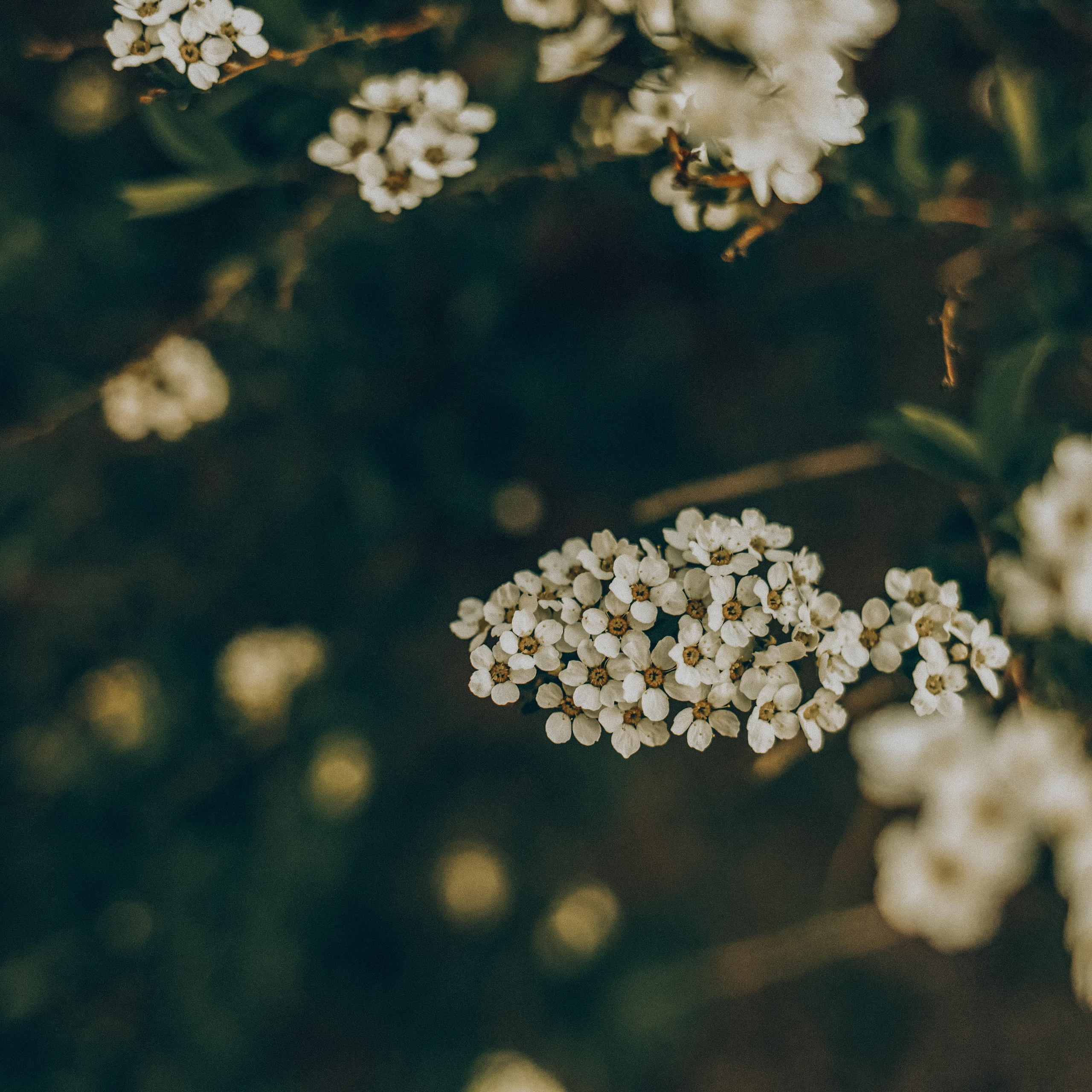 Набор пресетов «Весна», 7 шт. Семейный и детский фотограф в Калининграде Анна Каратай