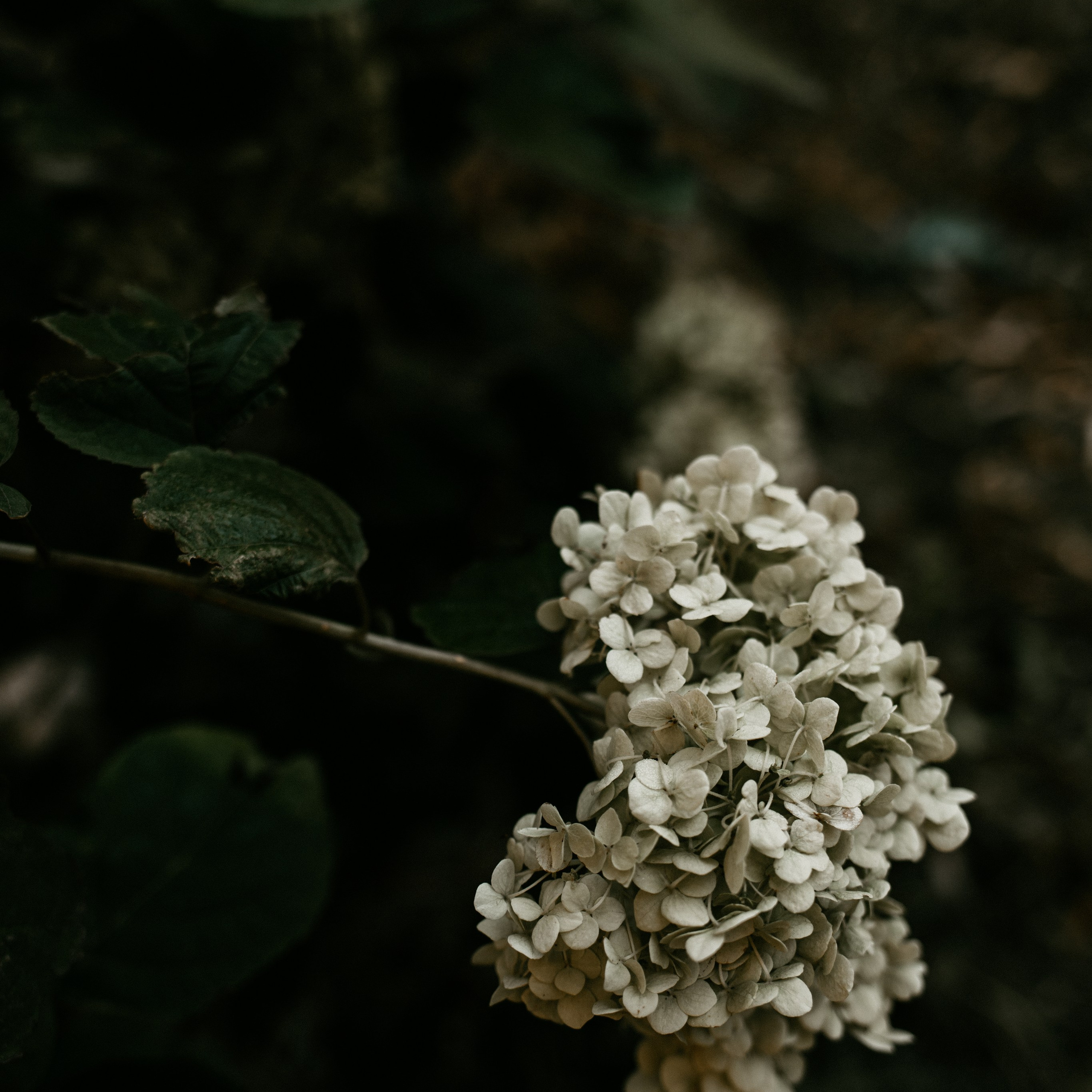 Набор пресетов «ОСЕНЬ», 9 шт. Семейный детский фотограф в Калининграде Анна Каратай