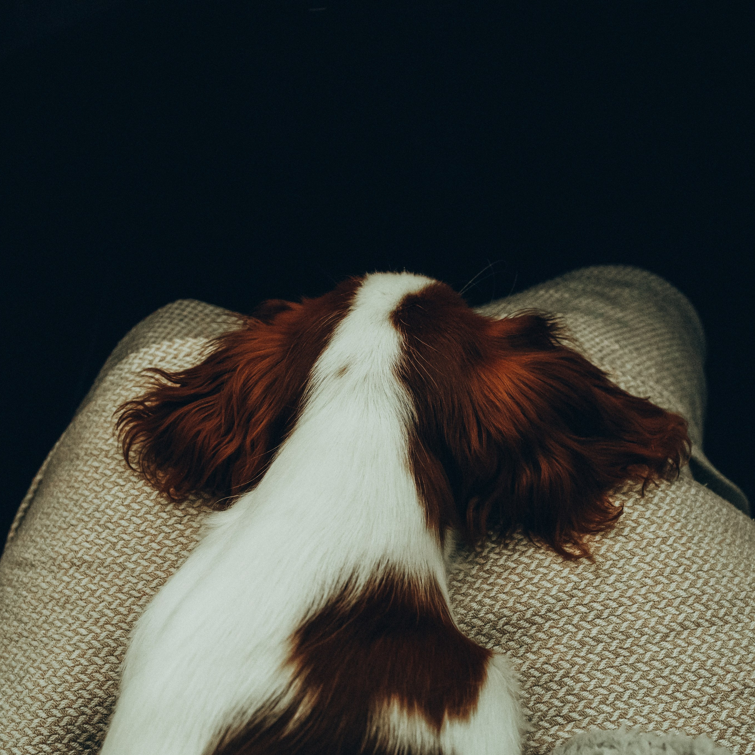 Пресеты «Любовь» 2 шт. Семейный детский фотограф в Калининграде Анна Каратай