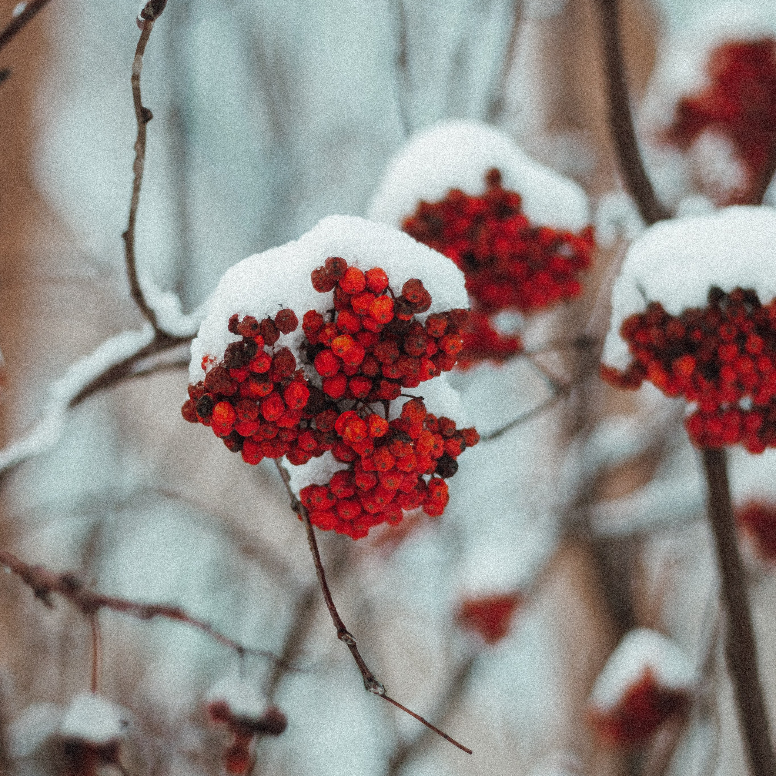 Набор пресетов «Новогодняя серия». Семейный детский фотограф в Калининграде Анна Каратай