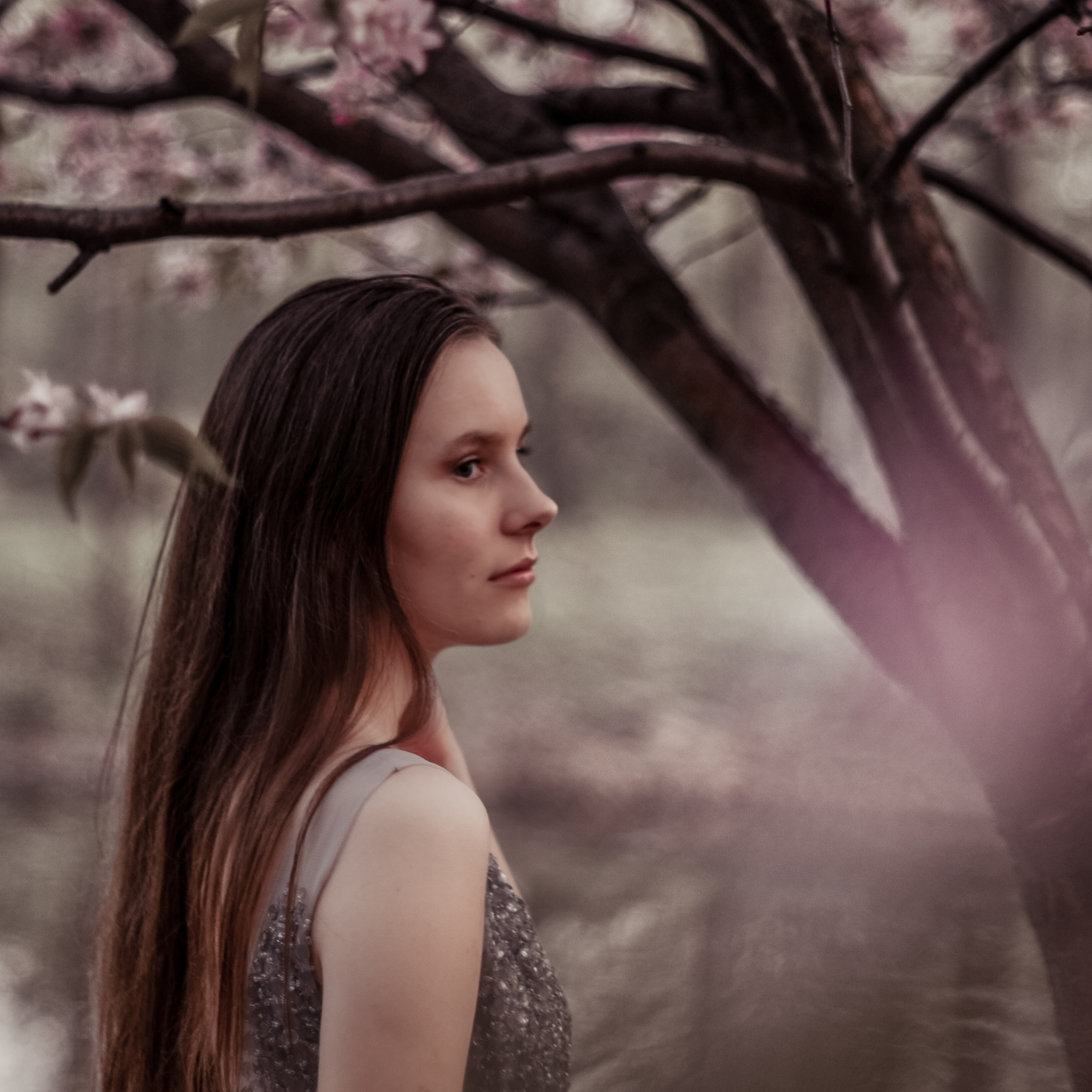 май, цветущая сакура