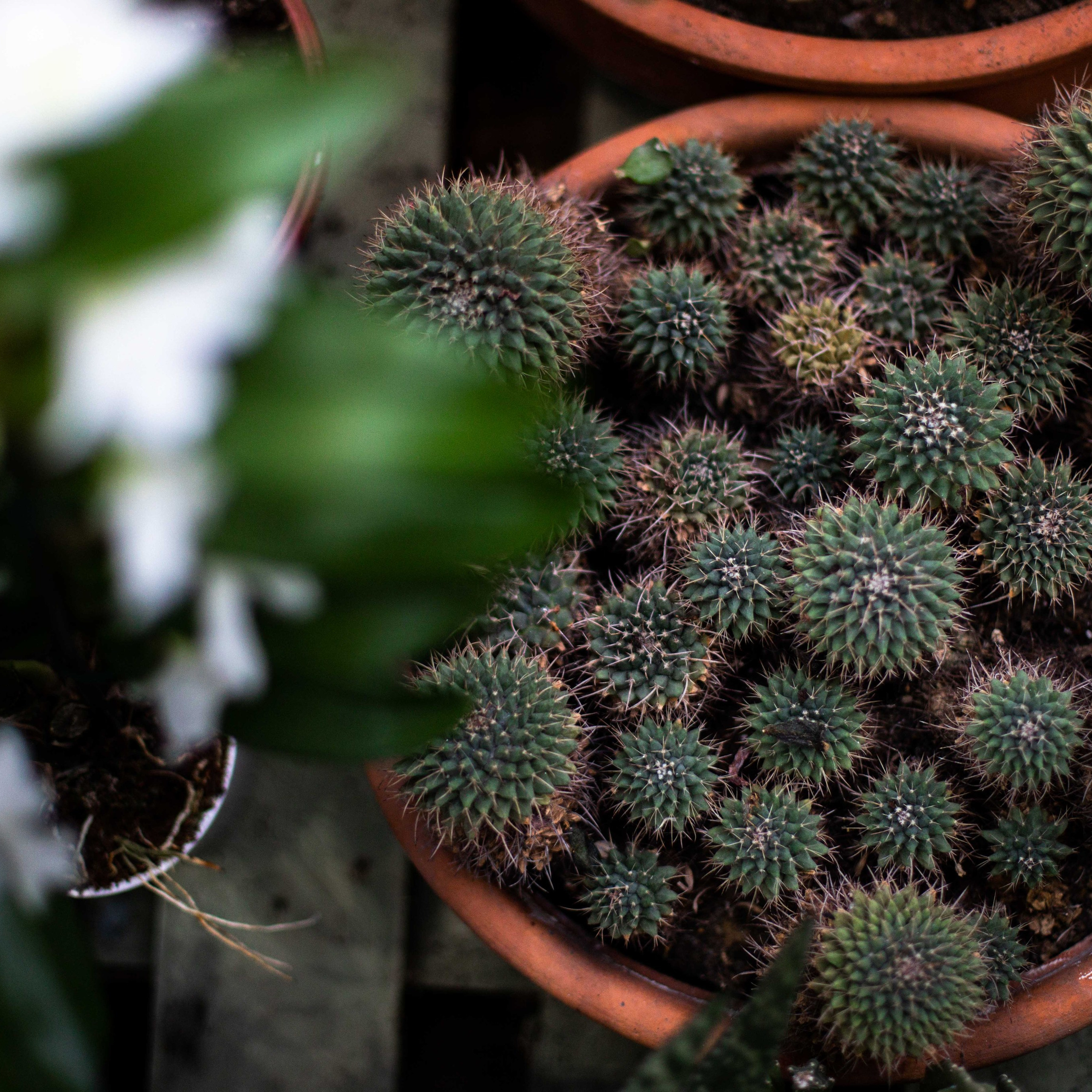 Ekaterina & Gennady. Свадебный и семейный фотограф в Санкт-Петербурге Максим Шарков