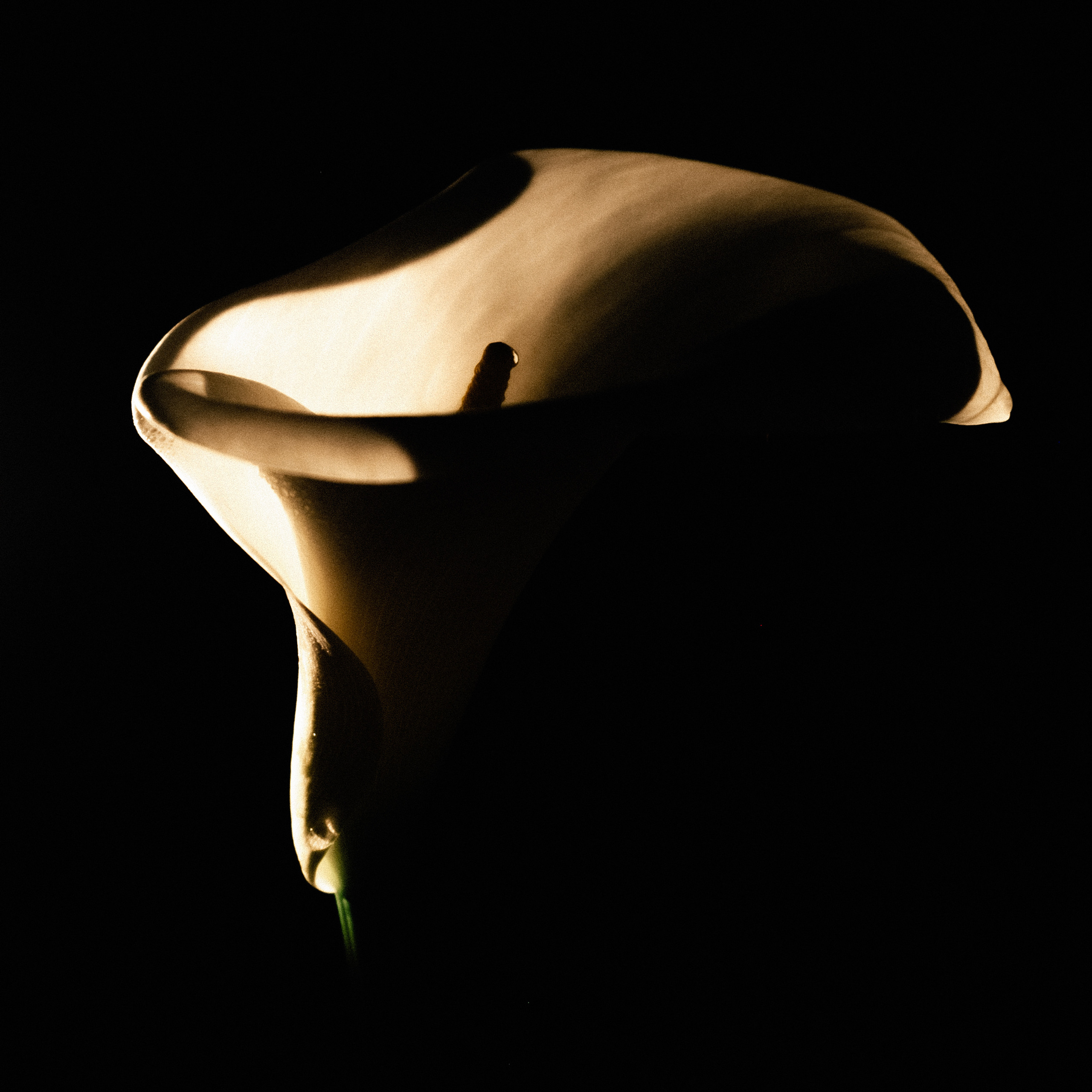 История любви