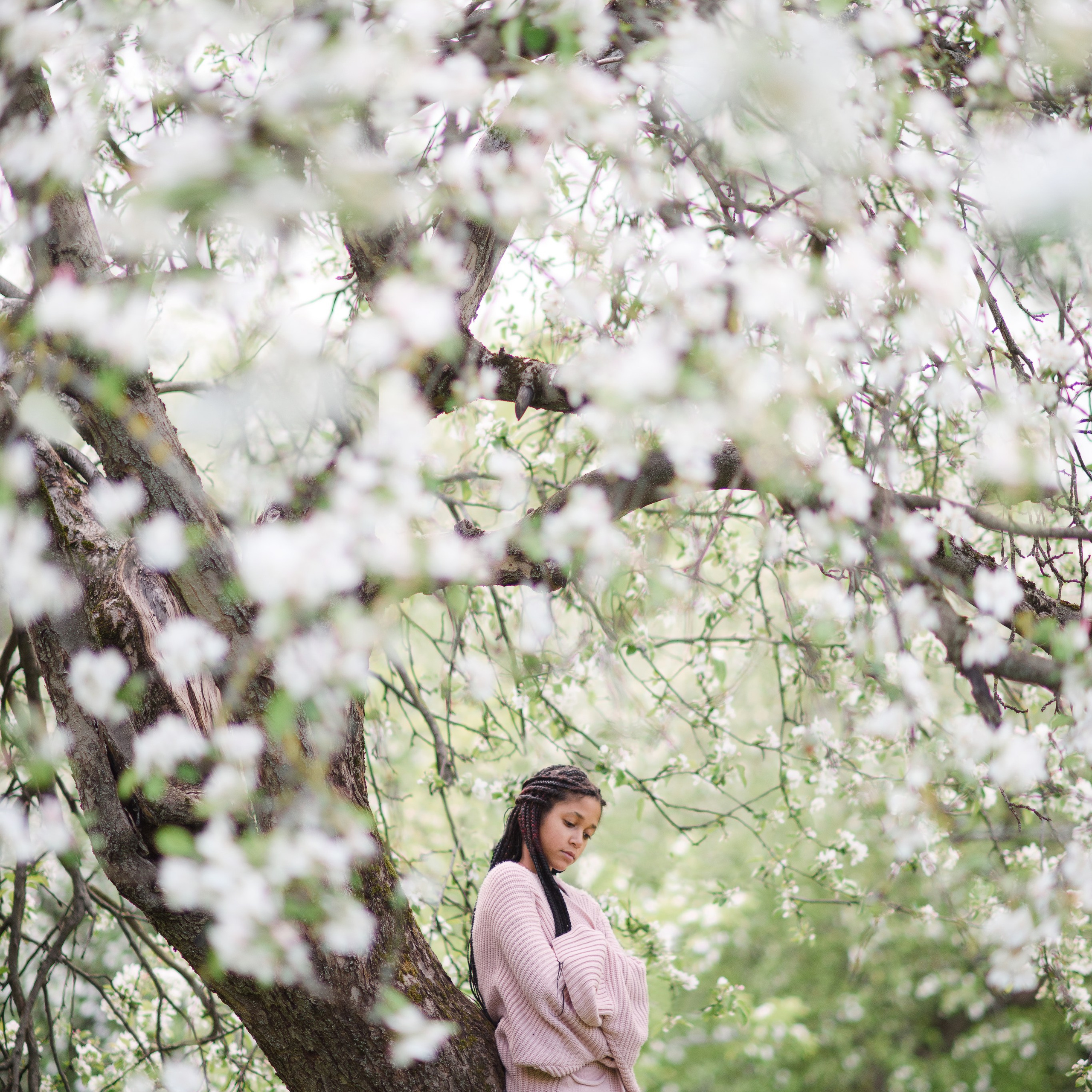 Яблони в Коломенском. Ясмина