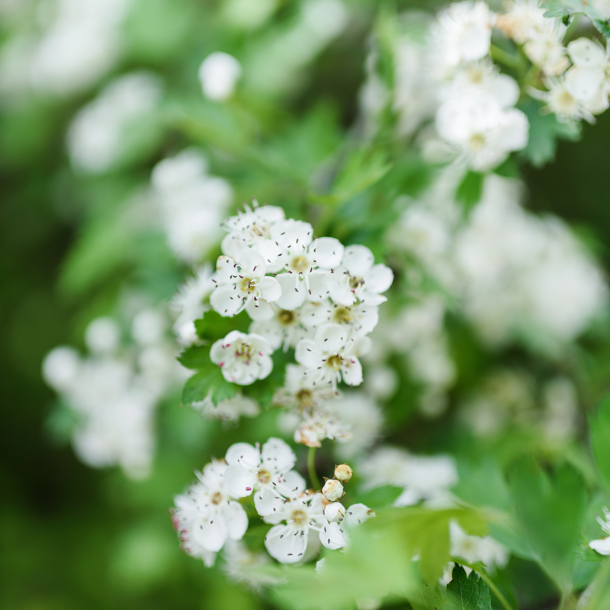 Отзывы. Фотограф Русанова Анастасия Майкоп Краснодар Краснодарский край