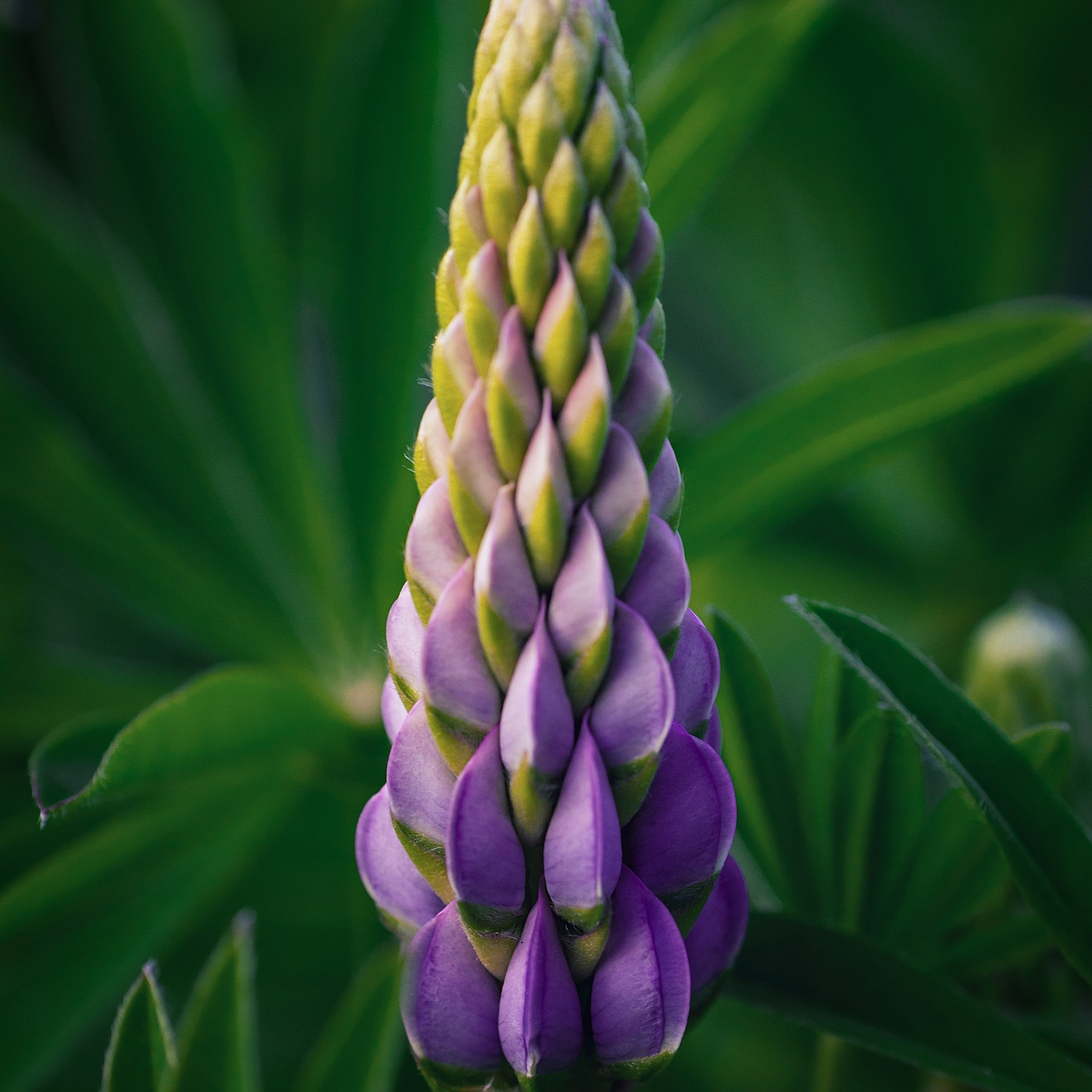 Поля. Люпины